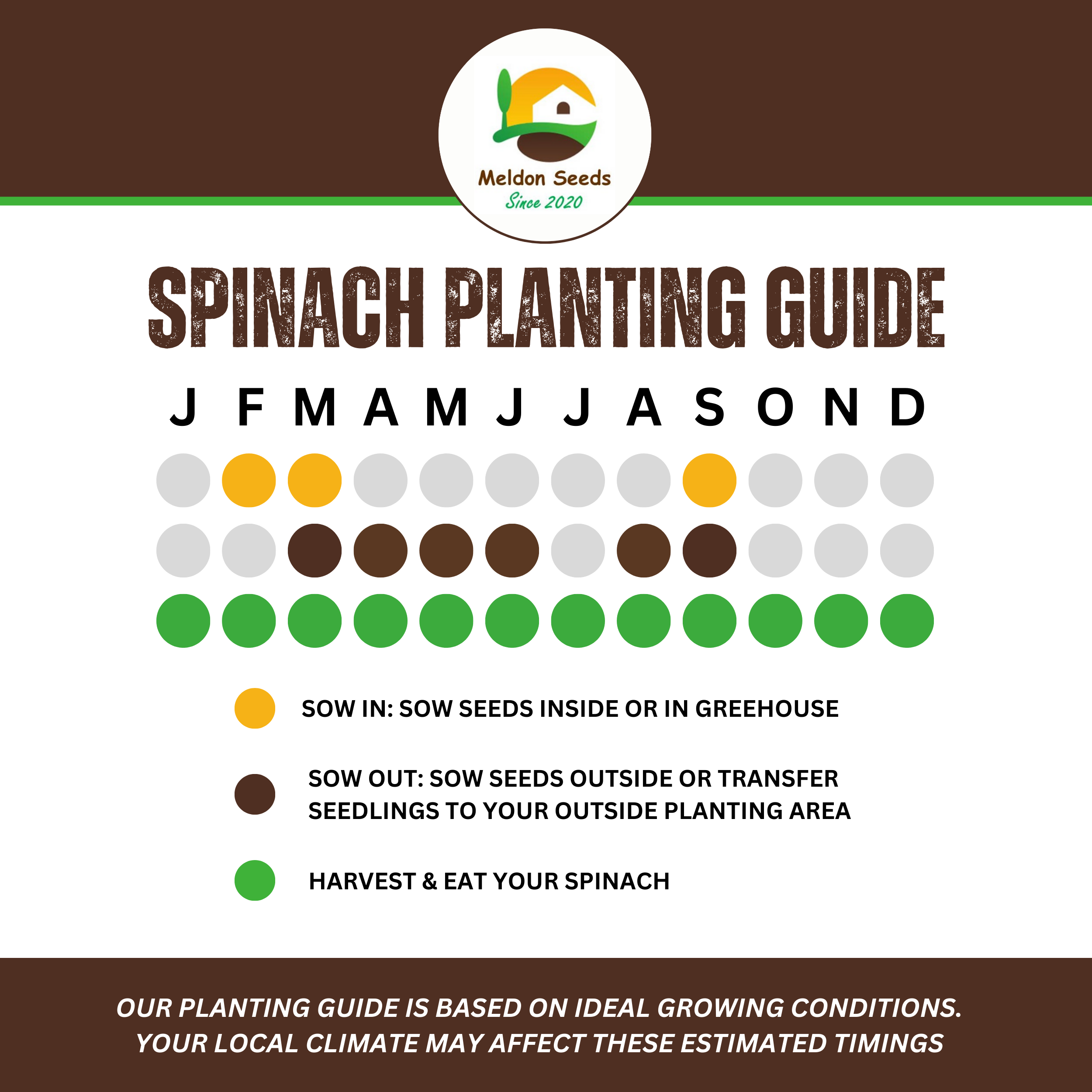 Giant Winter Spinach 150 Seeds