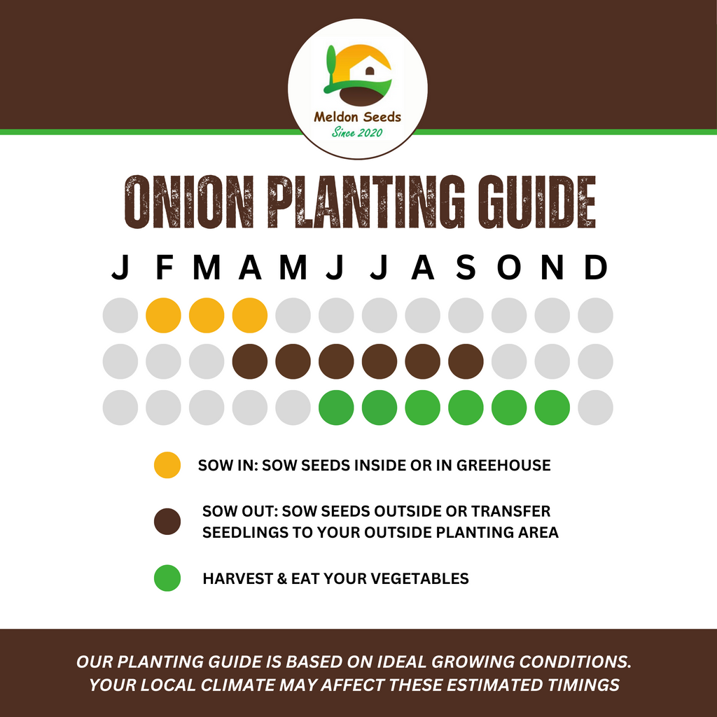 Red Spring Onion Lilia Purple Seeds x 250