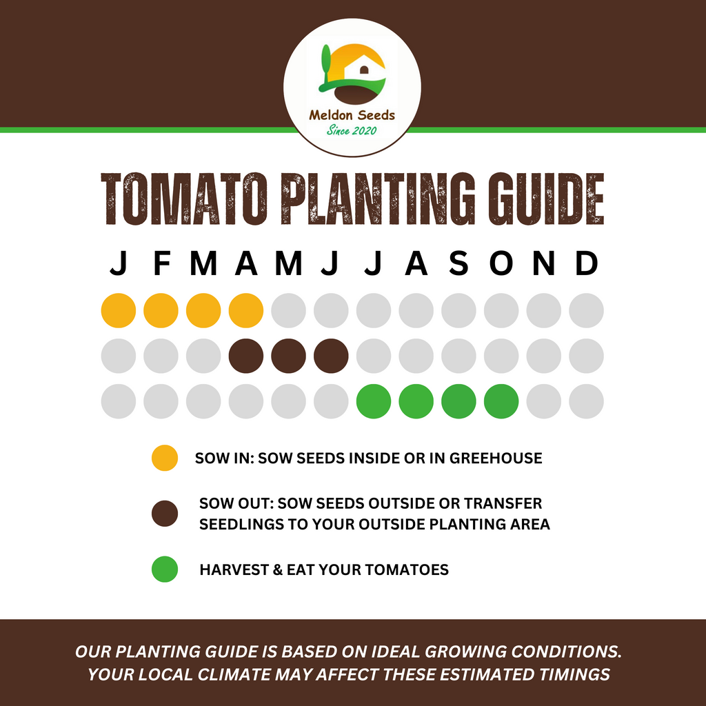 Tomato Alicante 30 Seeds