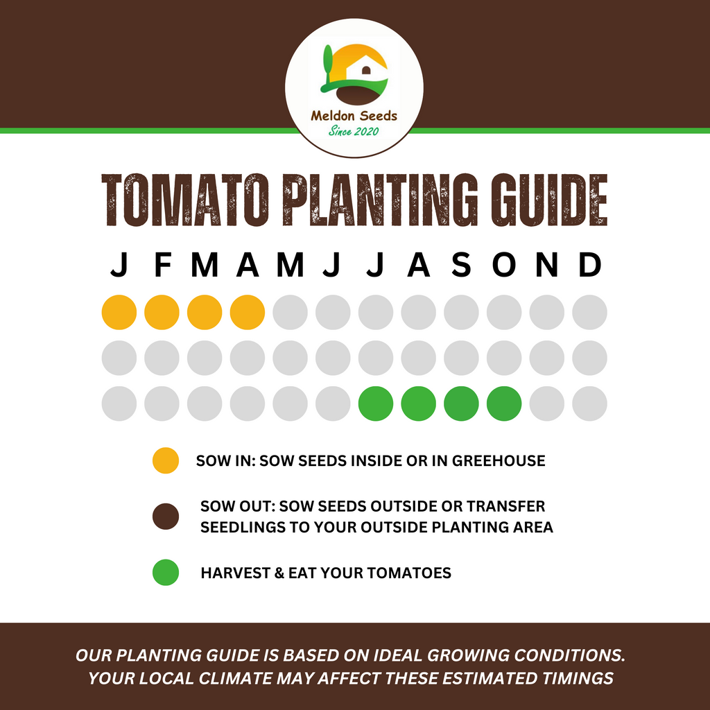 Tomato Moneymaker 18 Seeds by Meldon Seeds