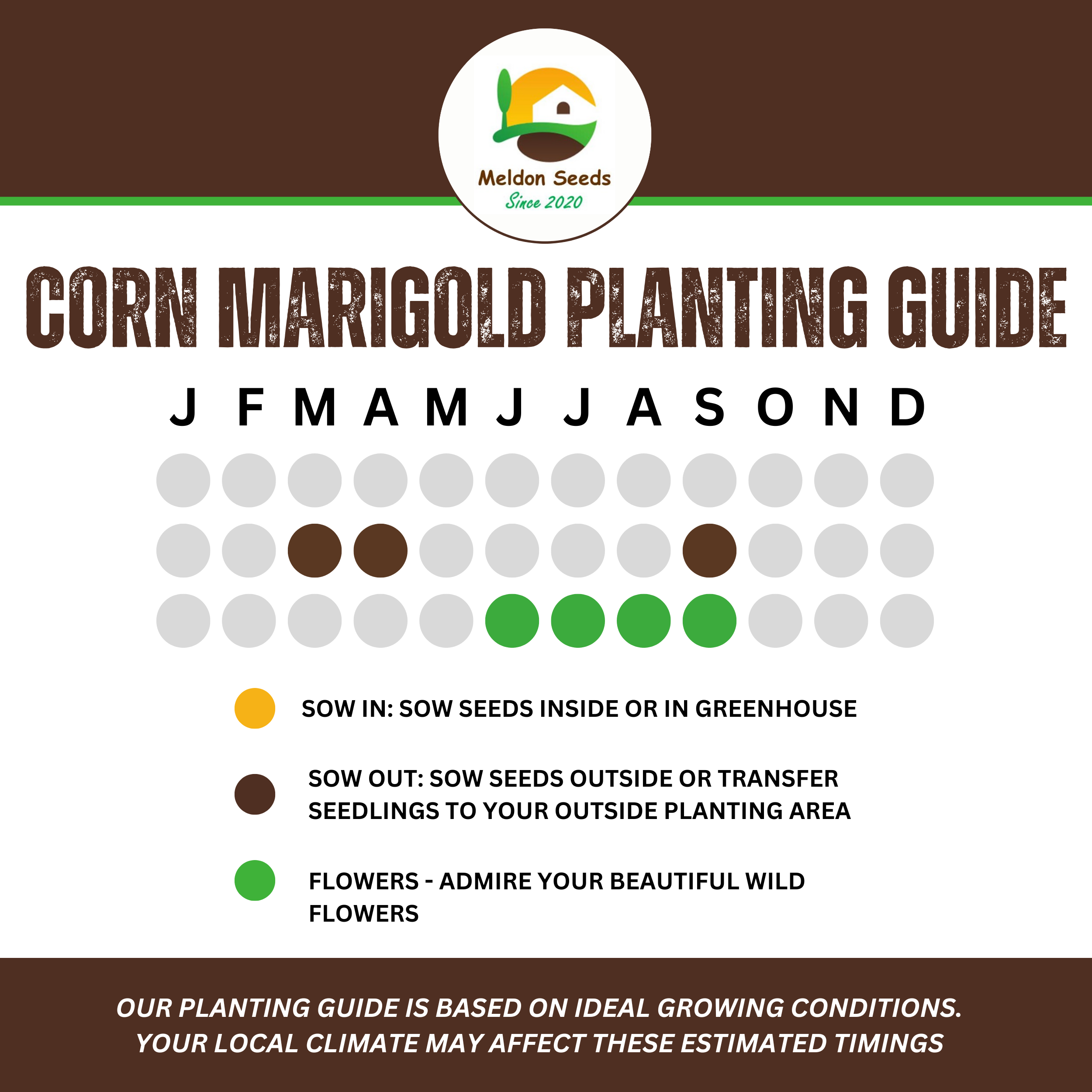 Corn Marigold Seeds - 200 Native UK Wild Flower Seeds for Attracting Birds, Bees, Wildlife, Pollinators, Suitable for Planting and Growing Outdoors in Meadows, Fields and Gardens by Meldon Seeds