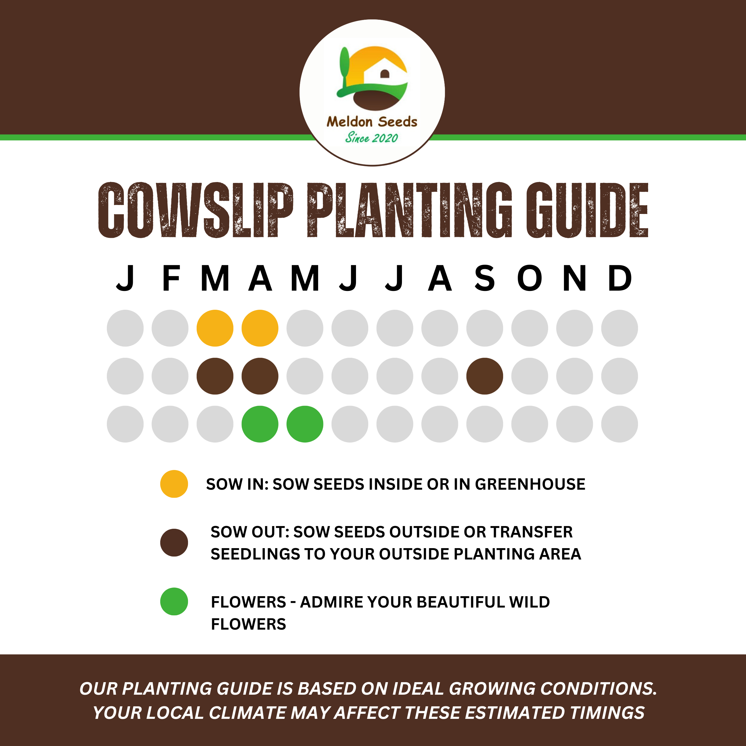 Cowslip Seeds - 100 Native UK Wild Flower Seeds for Attracting Birds, Bees, Wildlife, Pollinators, Suitable for Planting and Growing Outdoors in Meadows, Fields, Gardens and Borders by Meldon Seeds