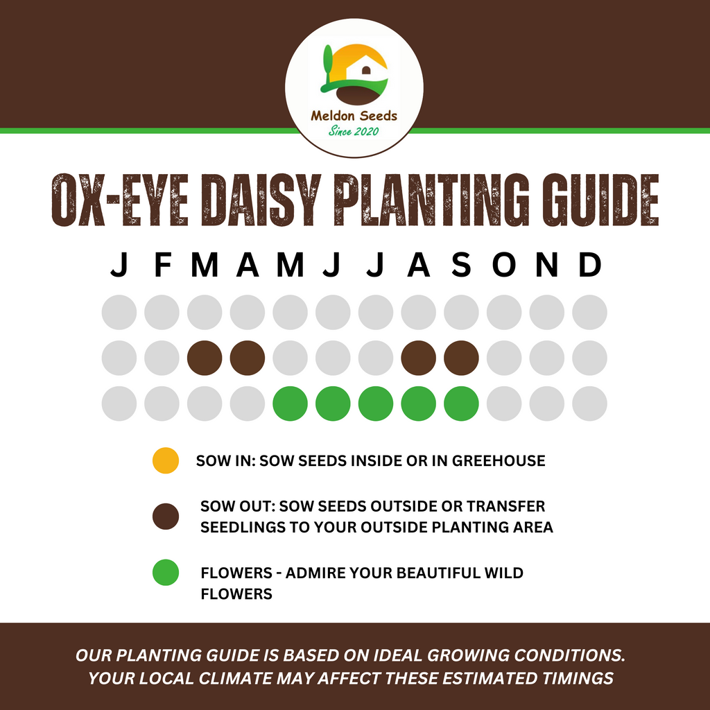 Ox-Eye Daisy Seeds - 1000 Native UK Wild Flower Seeds for Attracting Birds, Bees, Wildlife, Pollinators, Suitable for Planting and Growing Outdoors in Meadows, Fields, Gardens and Borders - Packed in The UK by Meldon Seeds