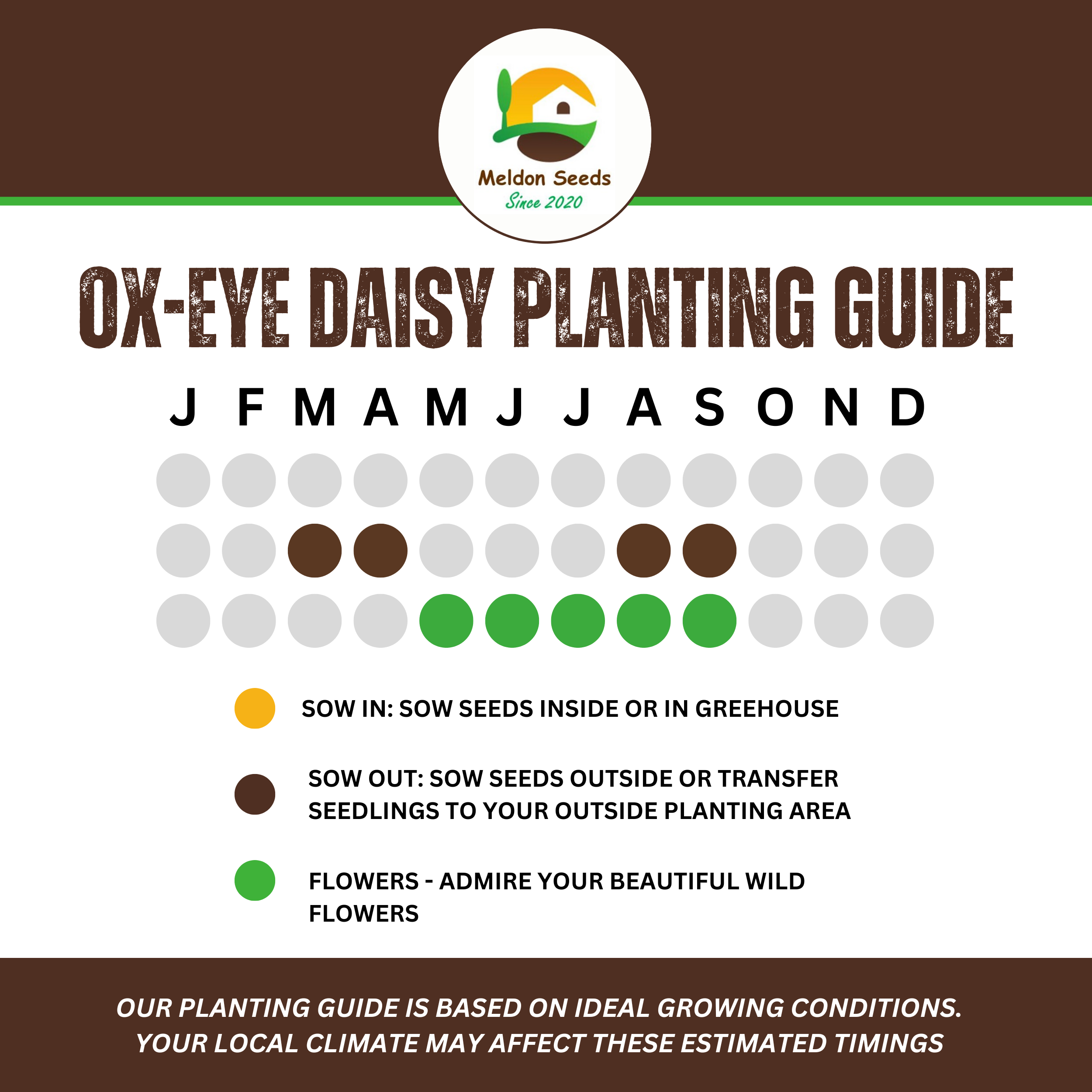 Ox-Eye Daisy Seeds - 1000 Native UK Wild Flower Seeds for Attracting Birds, Bees, Wildlife, Pollinators, Suitable for Planting and Growing Outdoors in Meadows, Fields, Gardens and Borders - Packed in The UK by Meldon Seeds