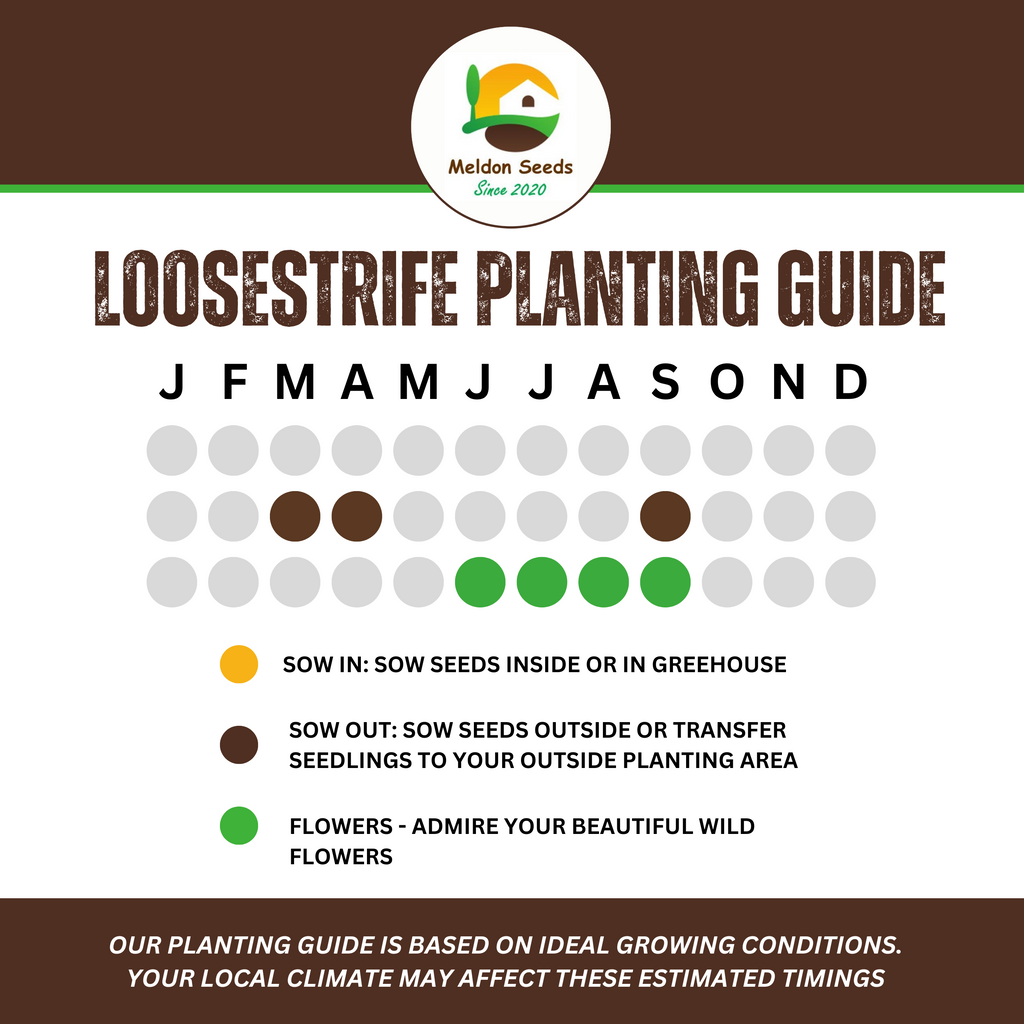 Purple Loosestrife Seeds - 1000 Native UK Wild Flower Seeds for Attracting Birds, Bees, Wildlife, Pollinators, Suitable for Planting and Growing Outdoors in Meadows, Fields, Gardens and Borders - Packed in The UK by Meldon Seeds