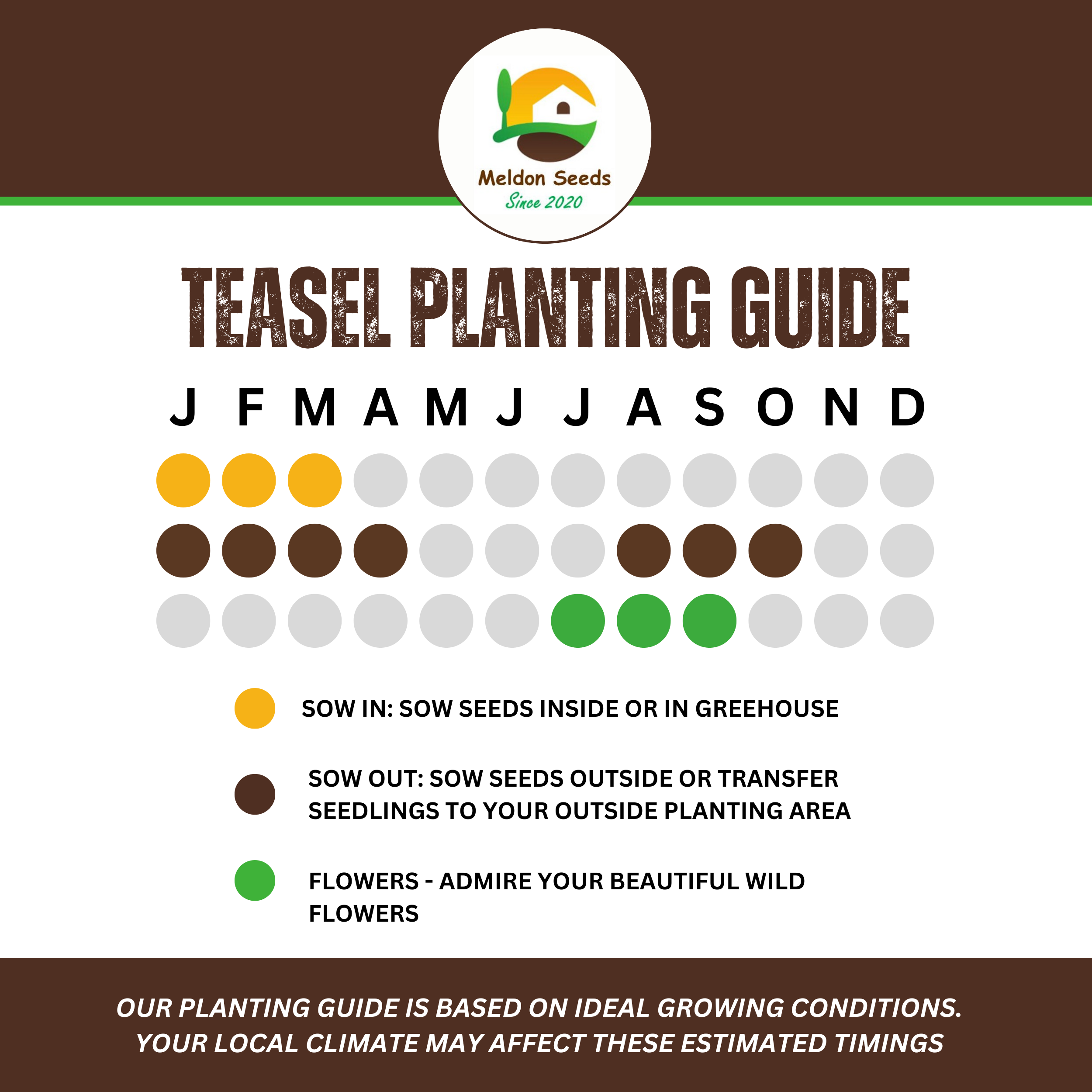 Teasel Seeds - 80 Native UK Wild Flower Seeds for Attracting Birds, Bees, Wildlife, Pollinators, Suitable for Planting and Growing Outdoors in Meadows, Fields, Gardens and Borders by Meldon Seeds