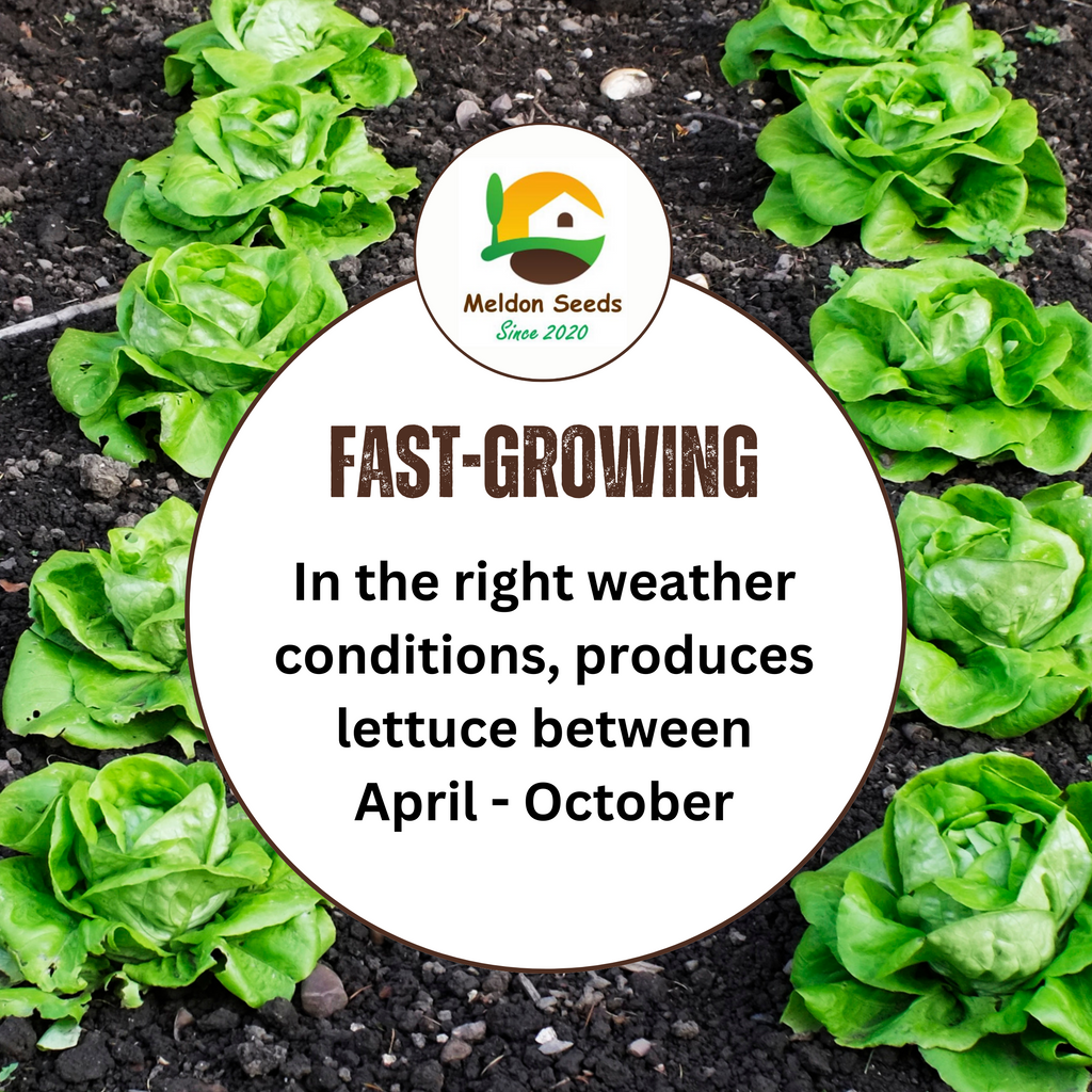 Lettuce All Year Round 450 Seeds