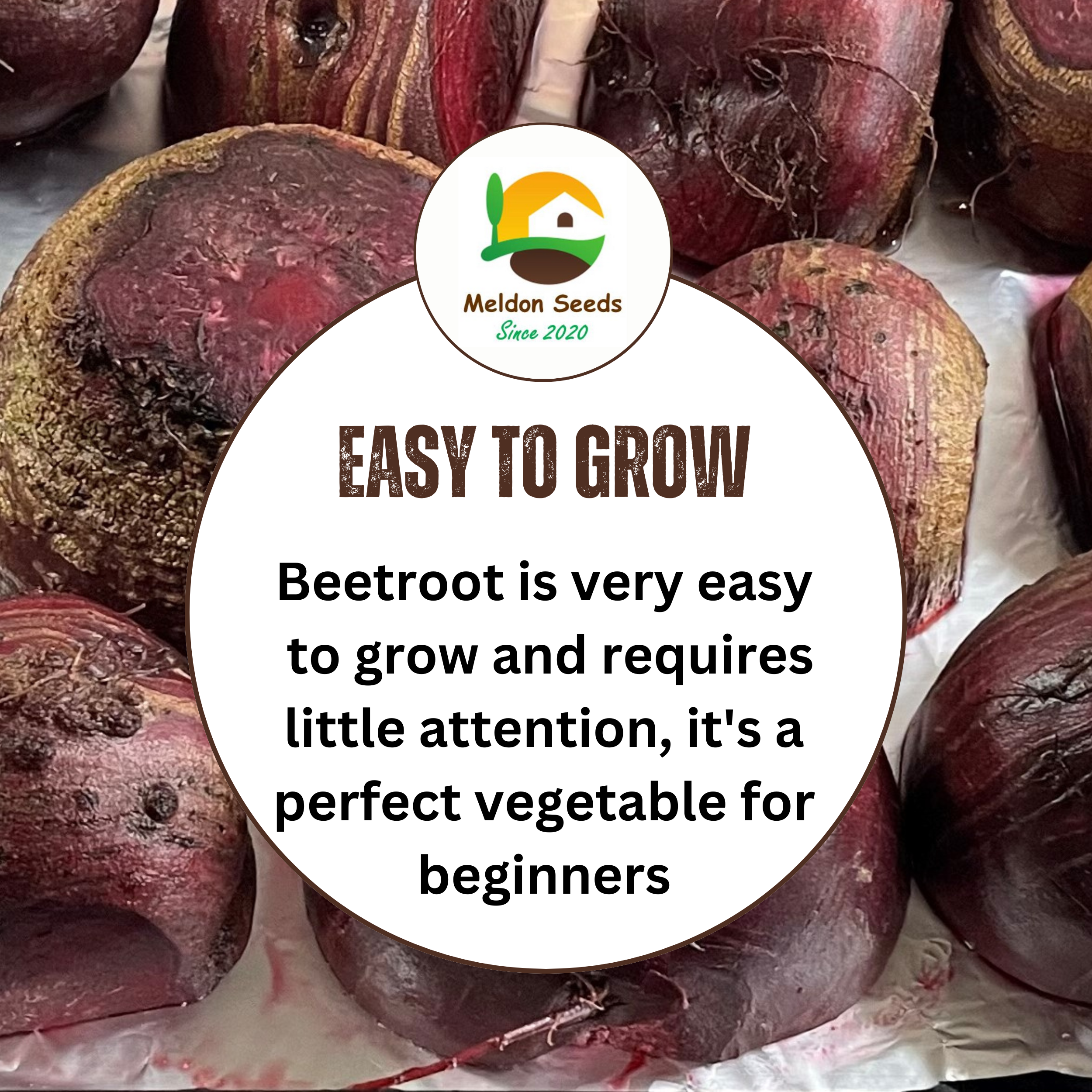 Beetroot Seeds - 200 Bona Beetroot Seeds – Plant and Grow Your Own Vegetables for Gardens, Pots & Allotments – Suitable for Indoor & Outdoor Planting – Packed in The UK by Meldon Seeds