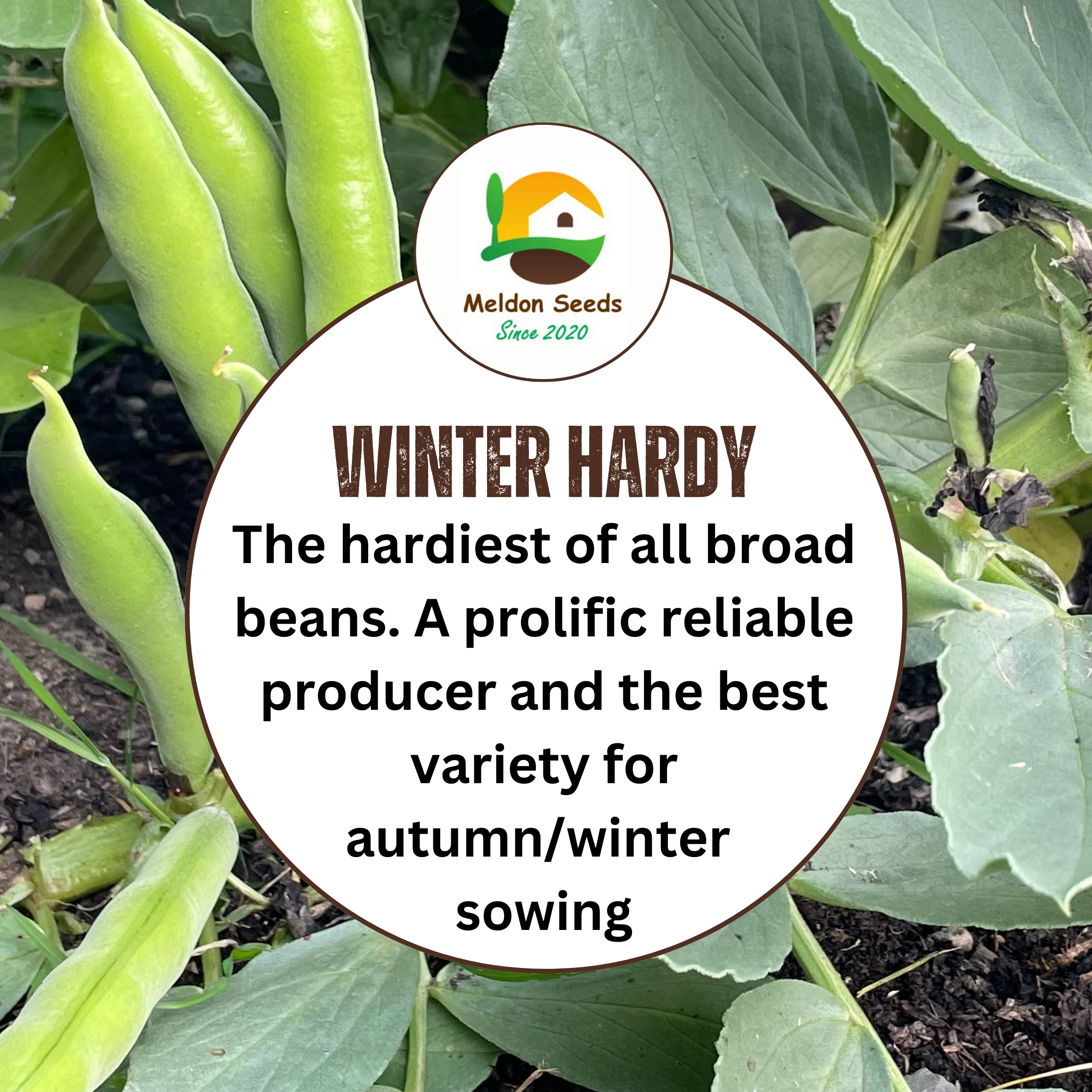 Broad Bean Aquadulce Claudia 45 Seeds