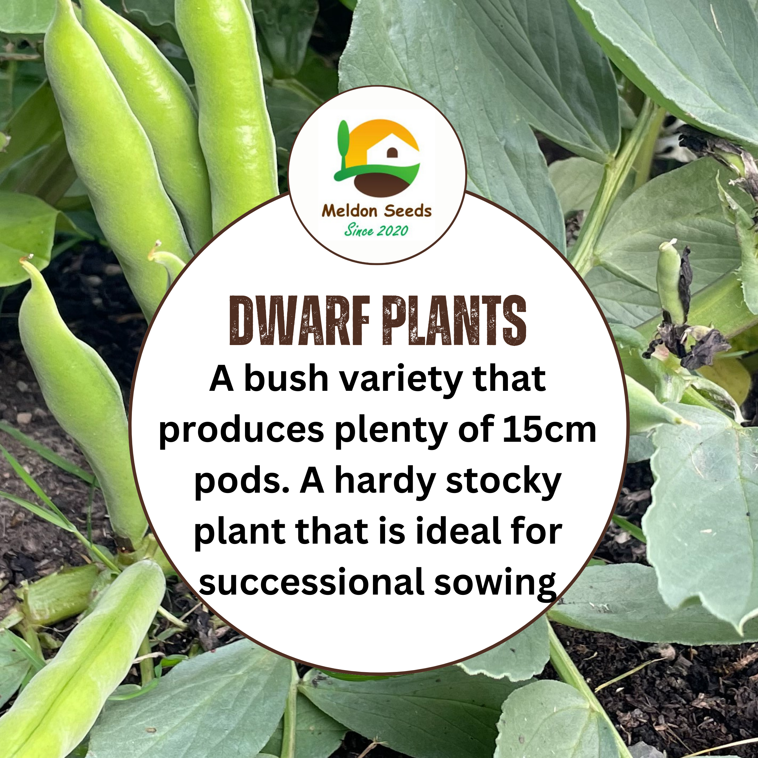 Broad Bean Sutton Dwarf 45 Seeds