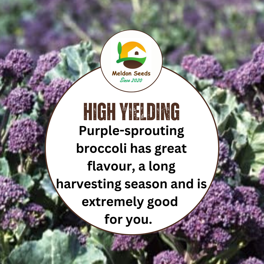 Broccoli Seeds Early Purple Sprouting 300 Fresh Seeds Winter Hardy Vegetable