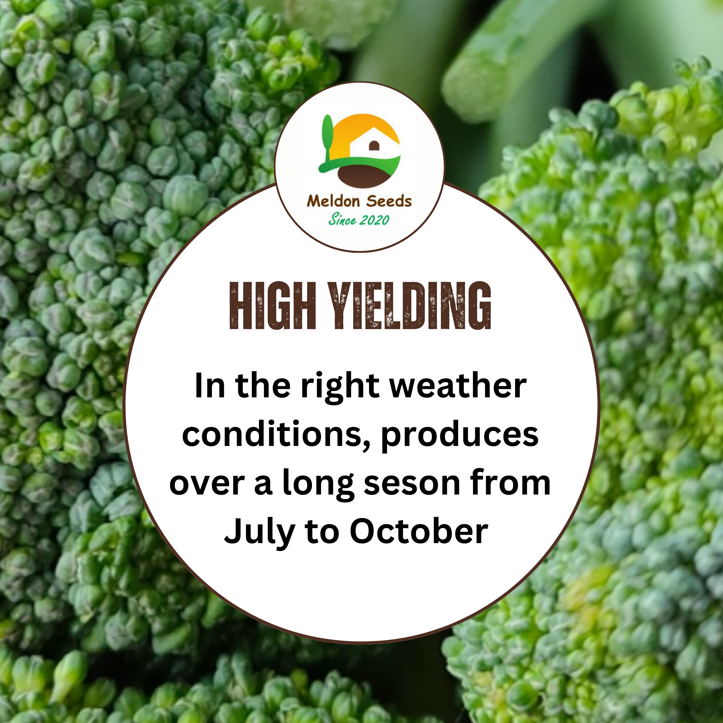 Broccoli Green Sprouting 200 Seeds