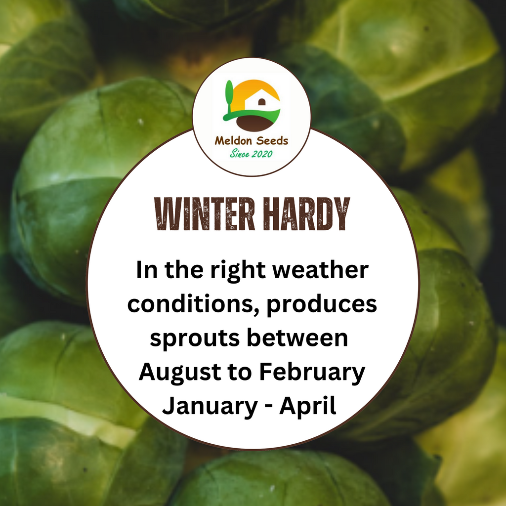 Brussels Sprout Evesham Special 450 Seeds