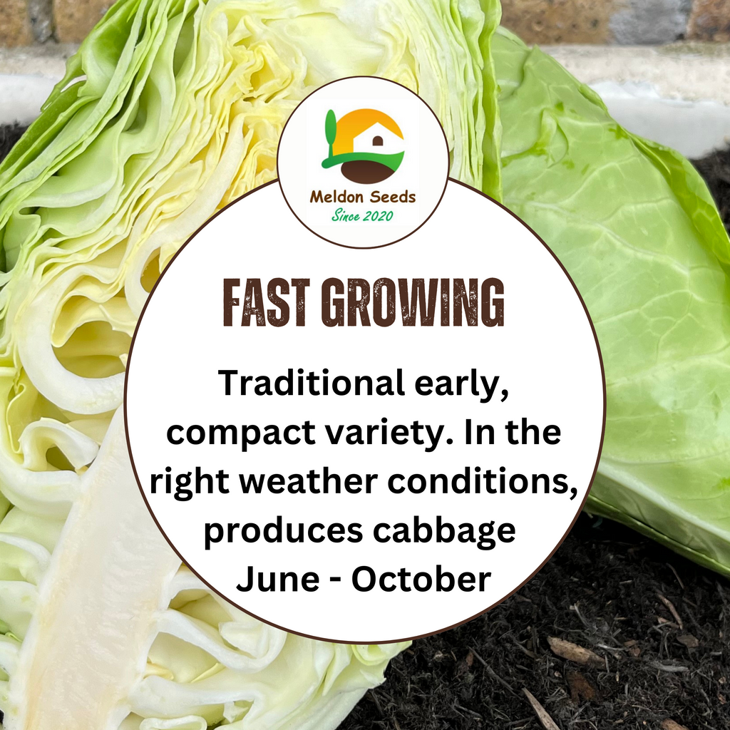 Cabbage Greyhound 500 Seeds