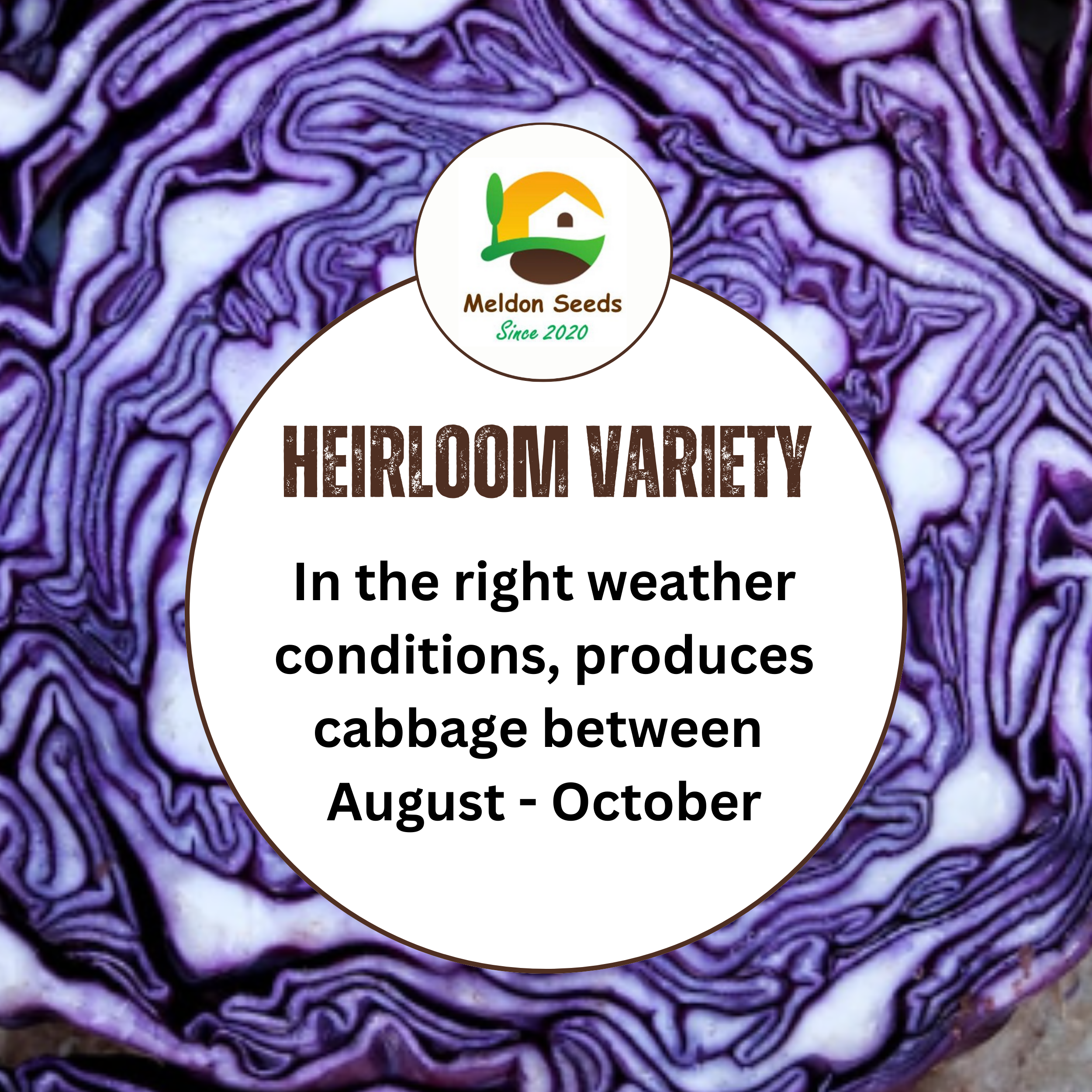 Cabbage Red Drumhead 500 Seeds