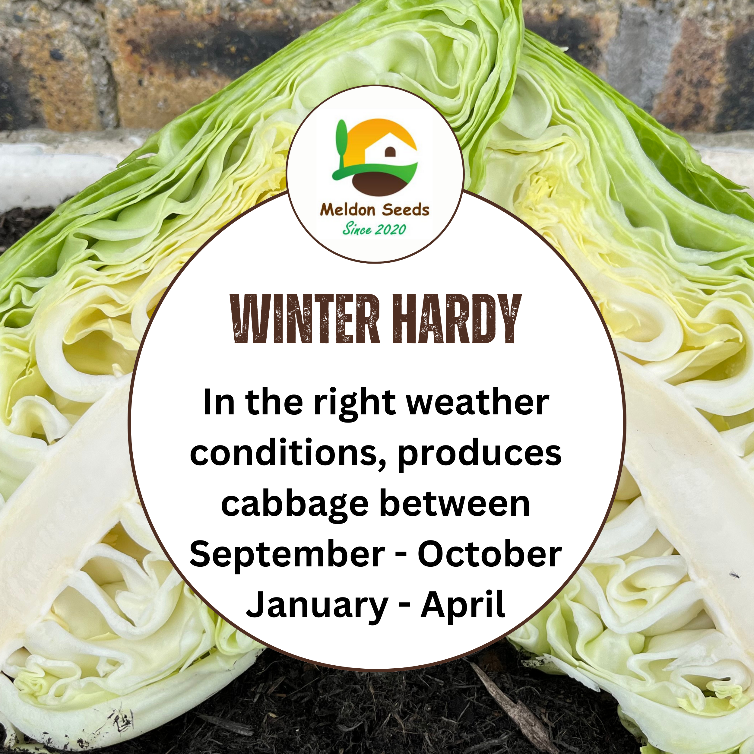 Cabbage Wheelers Imperial 500 Seeds