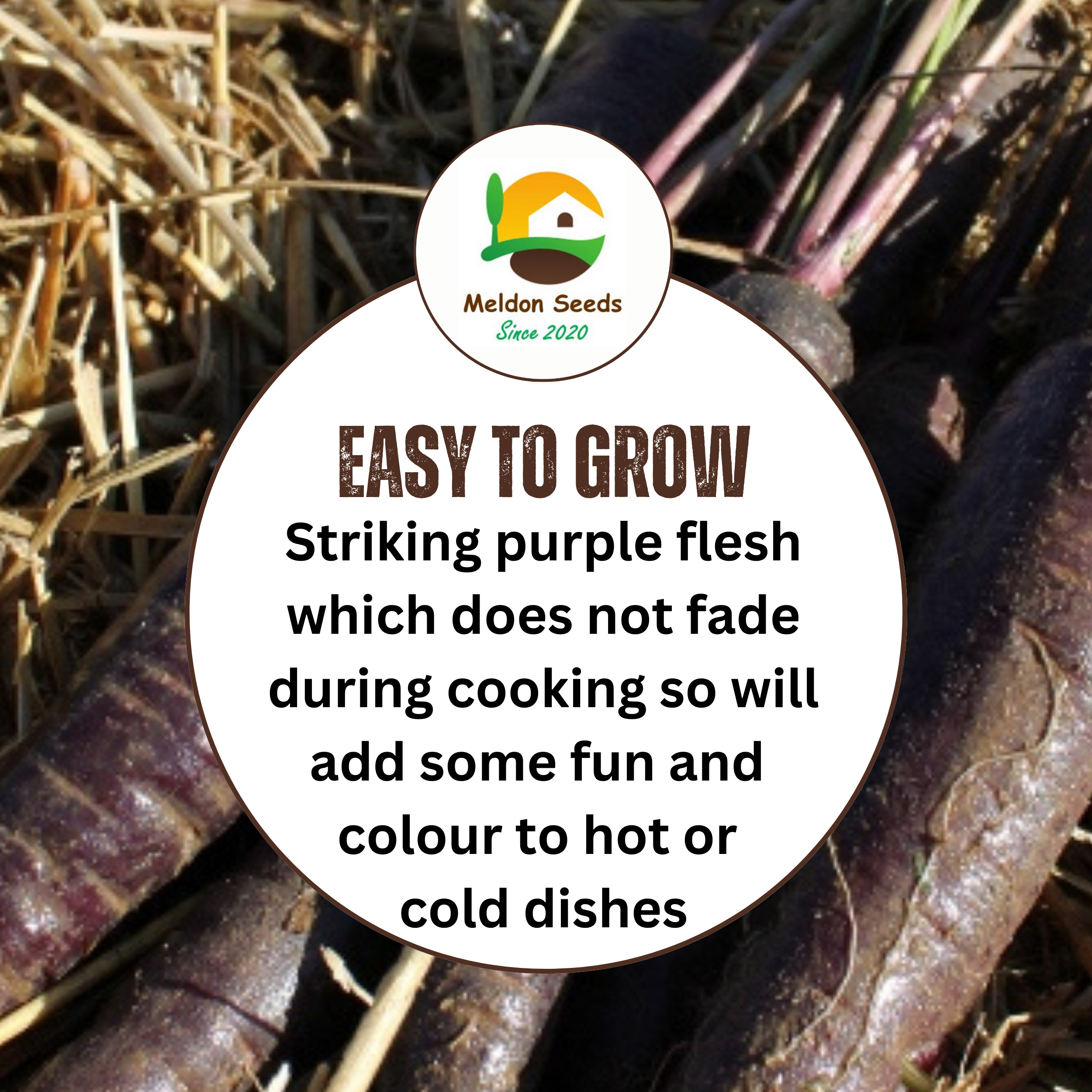 Carrot Purple Sun F1 275 Seeds