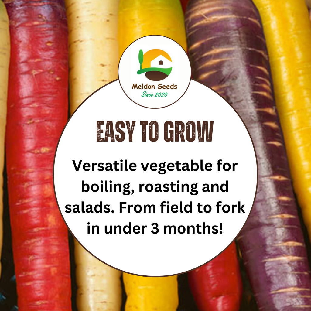 Mixed Carrot 250 Seeds - Rainbow, Red Samurai, Purple Haze