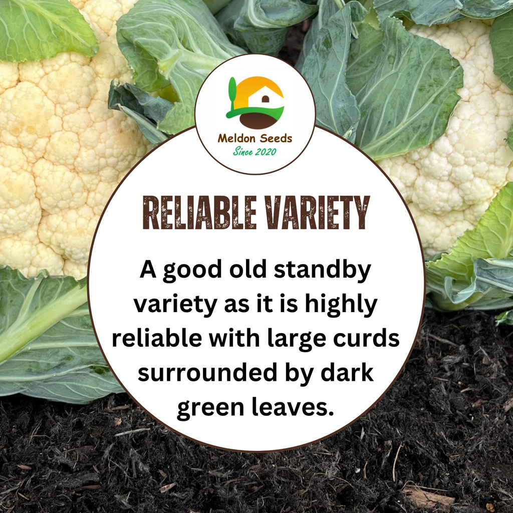 Cauliflower All Year Round 300 Seeds