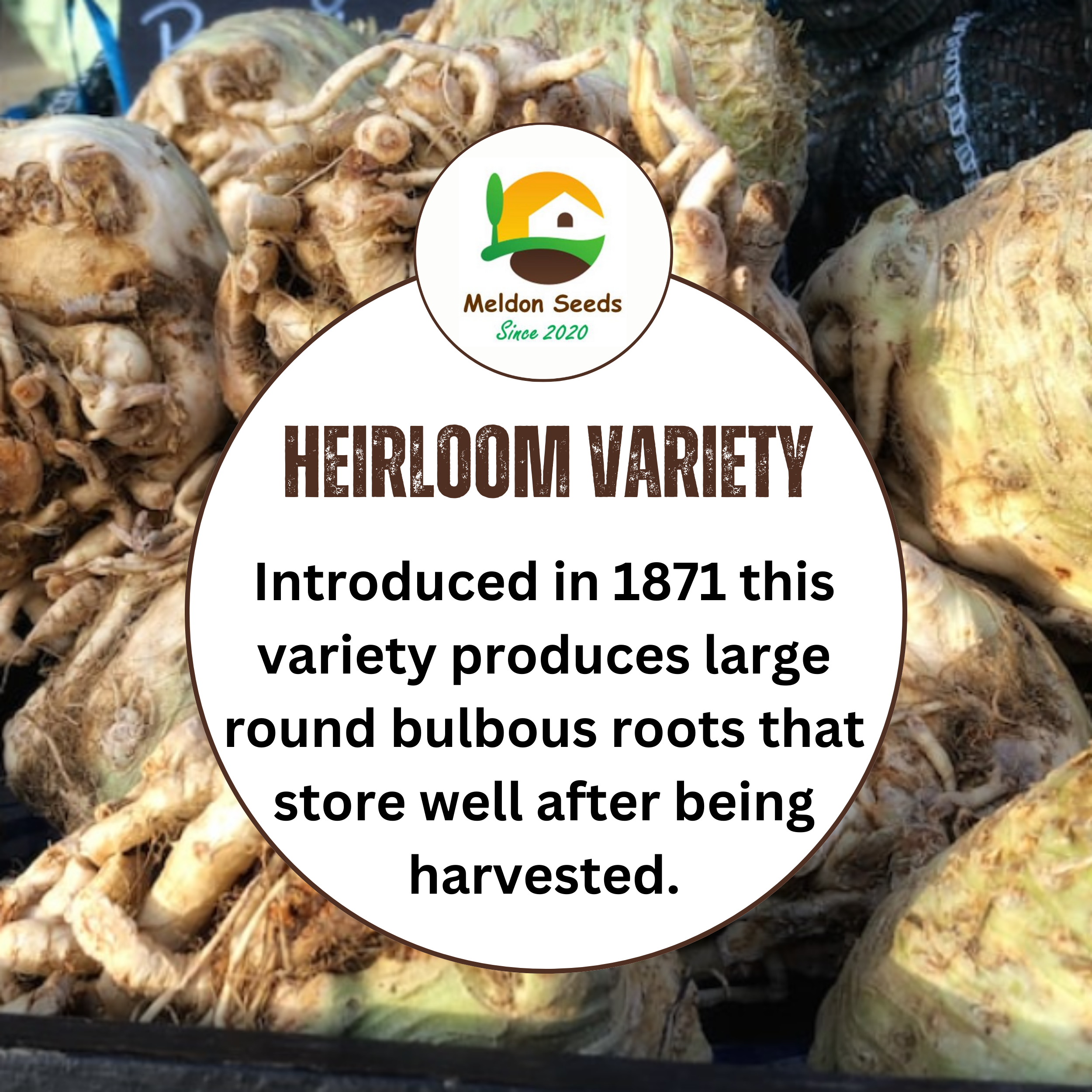 Celeriac Giant Prague 500 Seeds