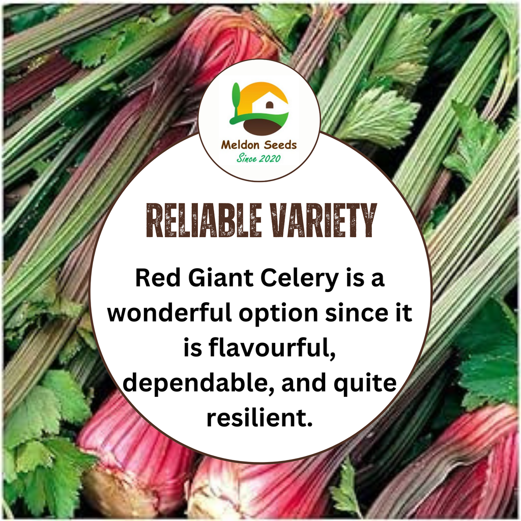 Celery Seeds Red Giant 200 Fresh Celery Seeds for Planting and Growing UK