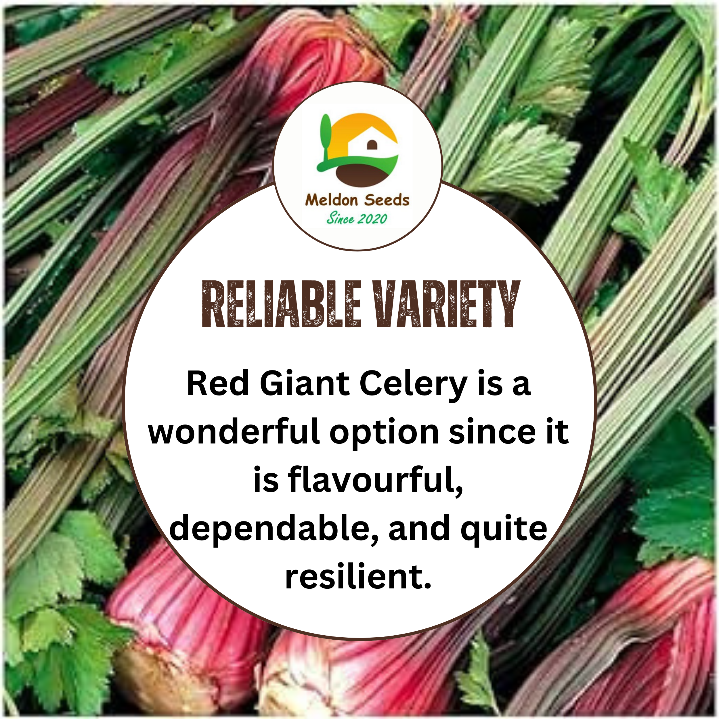 Celery Seeds Red Giant 200 Fresh Celery Seeds for Planting and Growing UK