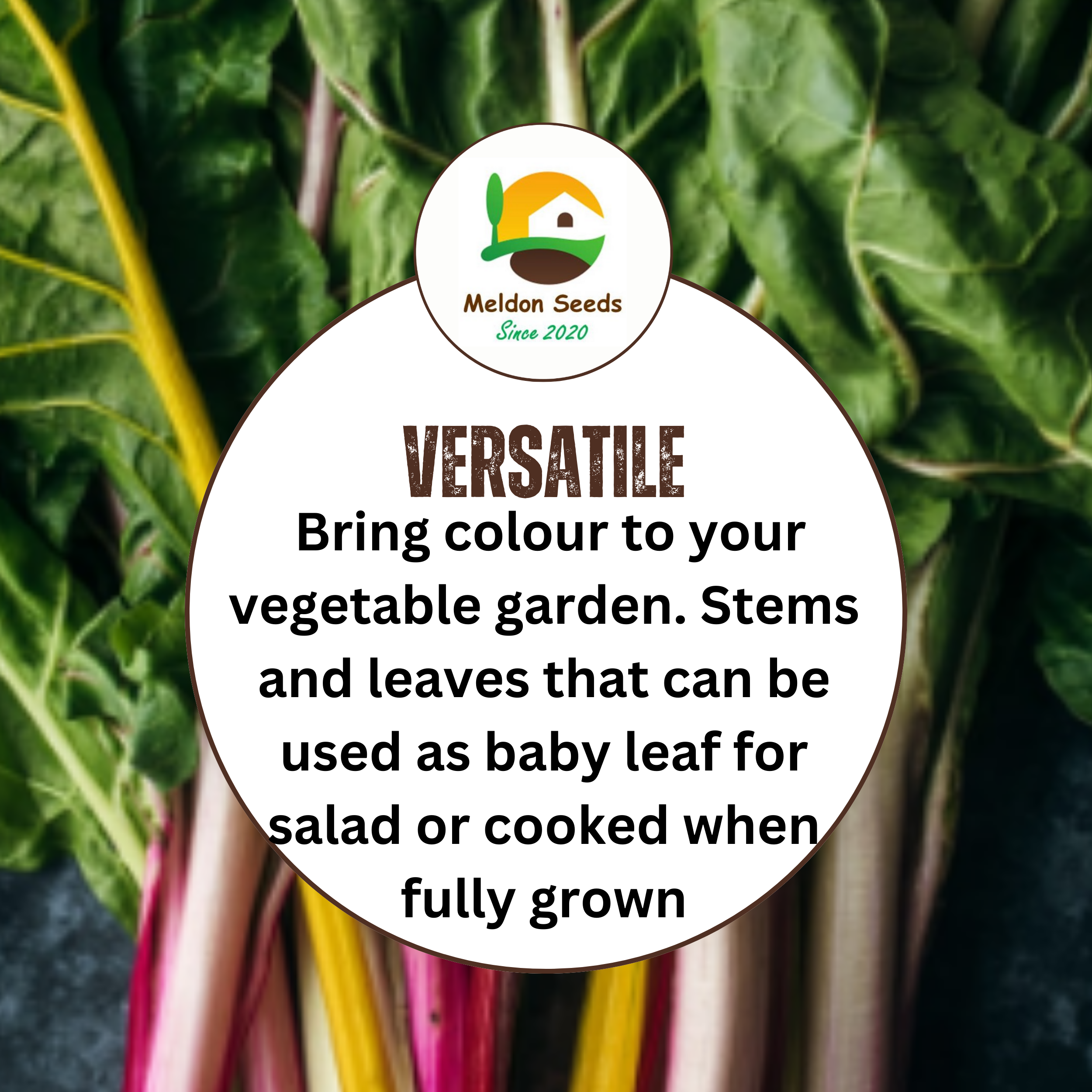 Beet Leaf Rainbow Chard Beet Leaf 140 Seeds