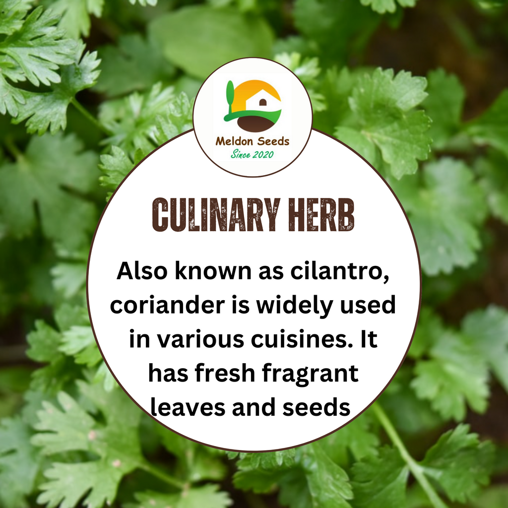 Coriander/Cilantro 250 Seeds