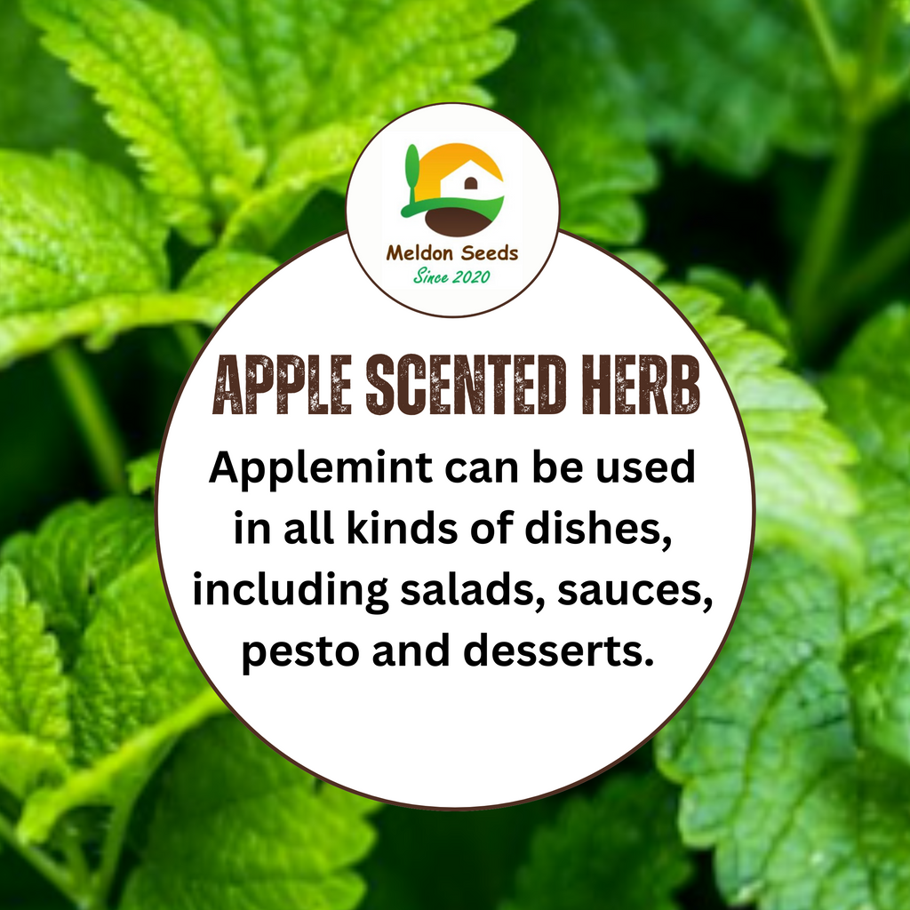 Applemint Seeds - 200 Fresh Herb Seeds