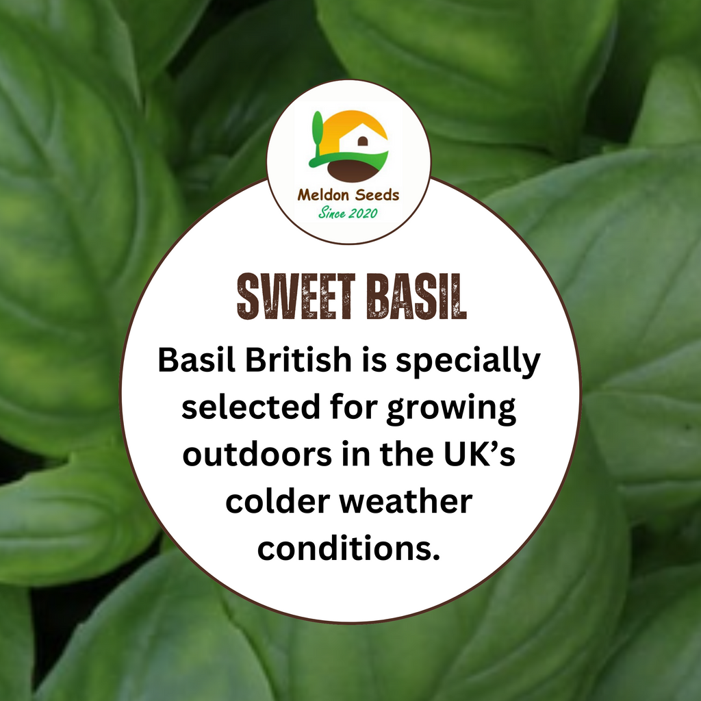 Basil British 100 Seeds