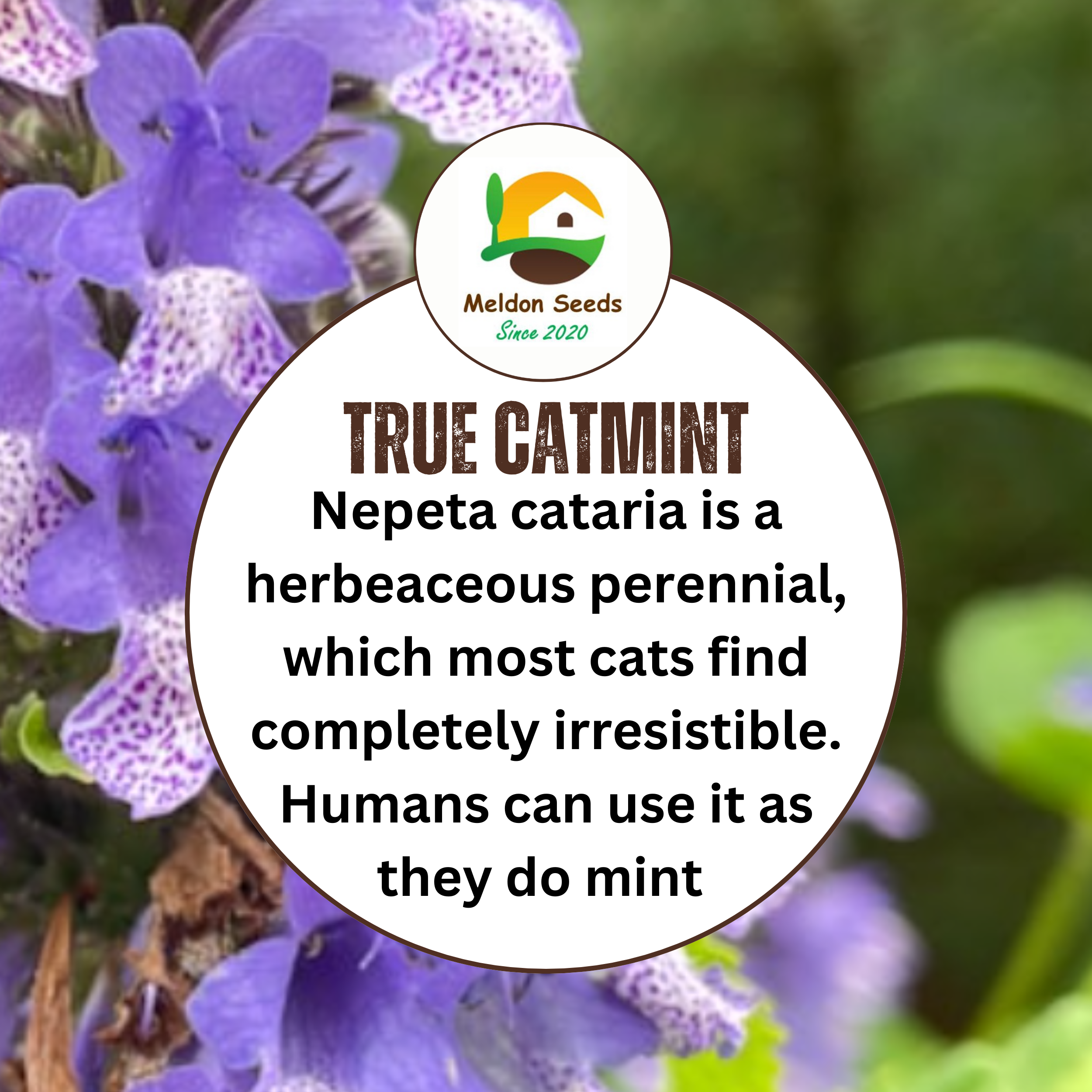 Catmint Catnep Seeds - 400 Seeds - True Catnip Nepeta Cataria Herb Cats Love It