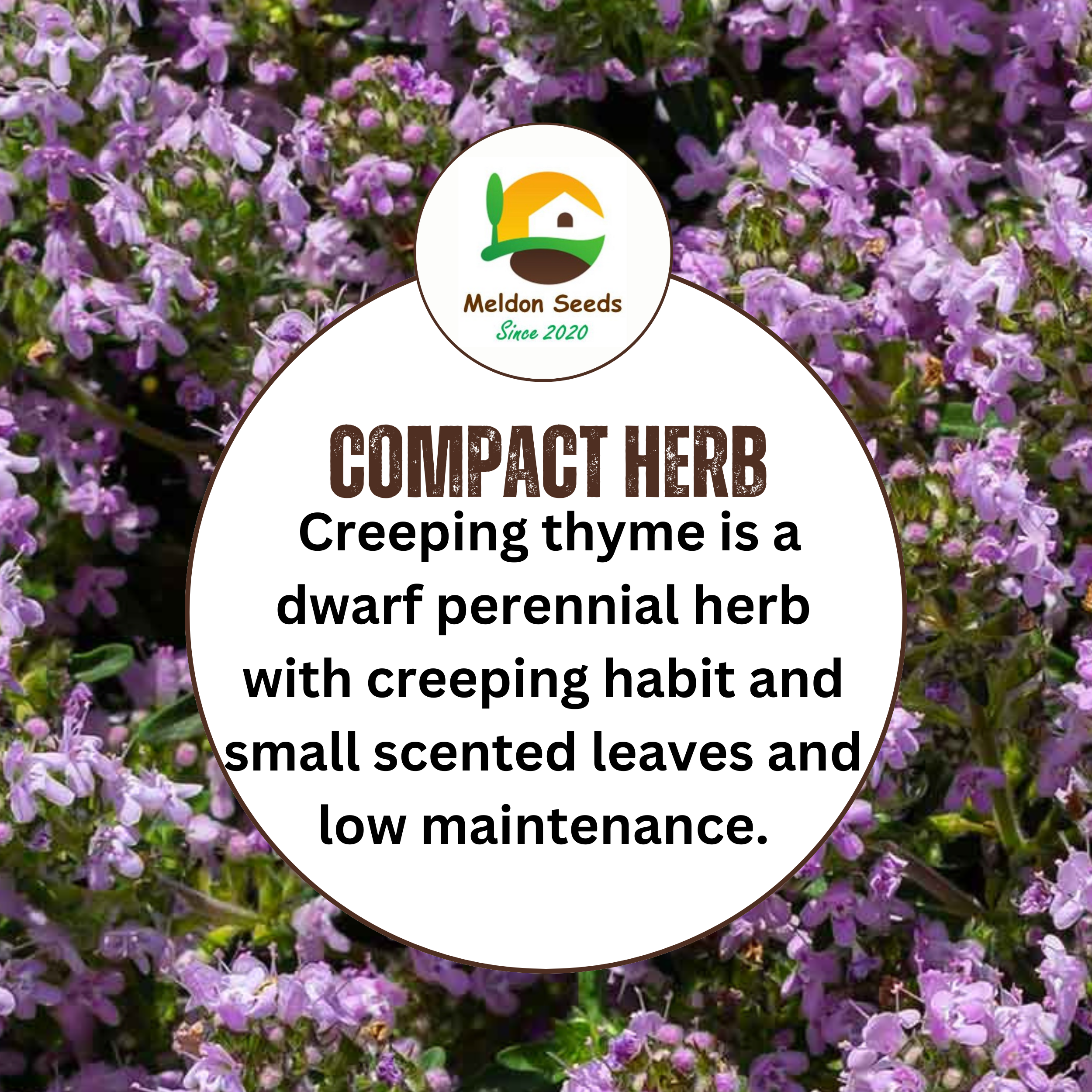 Creeping Thyme Seeds 450 Fresh Herb Seeds with Pink/Purple Flowers