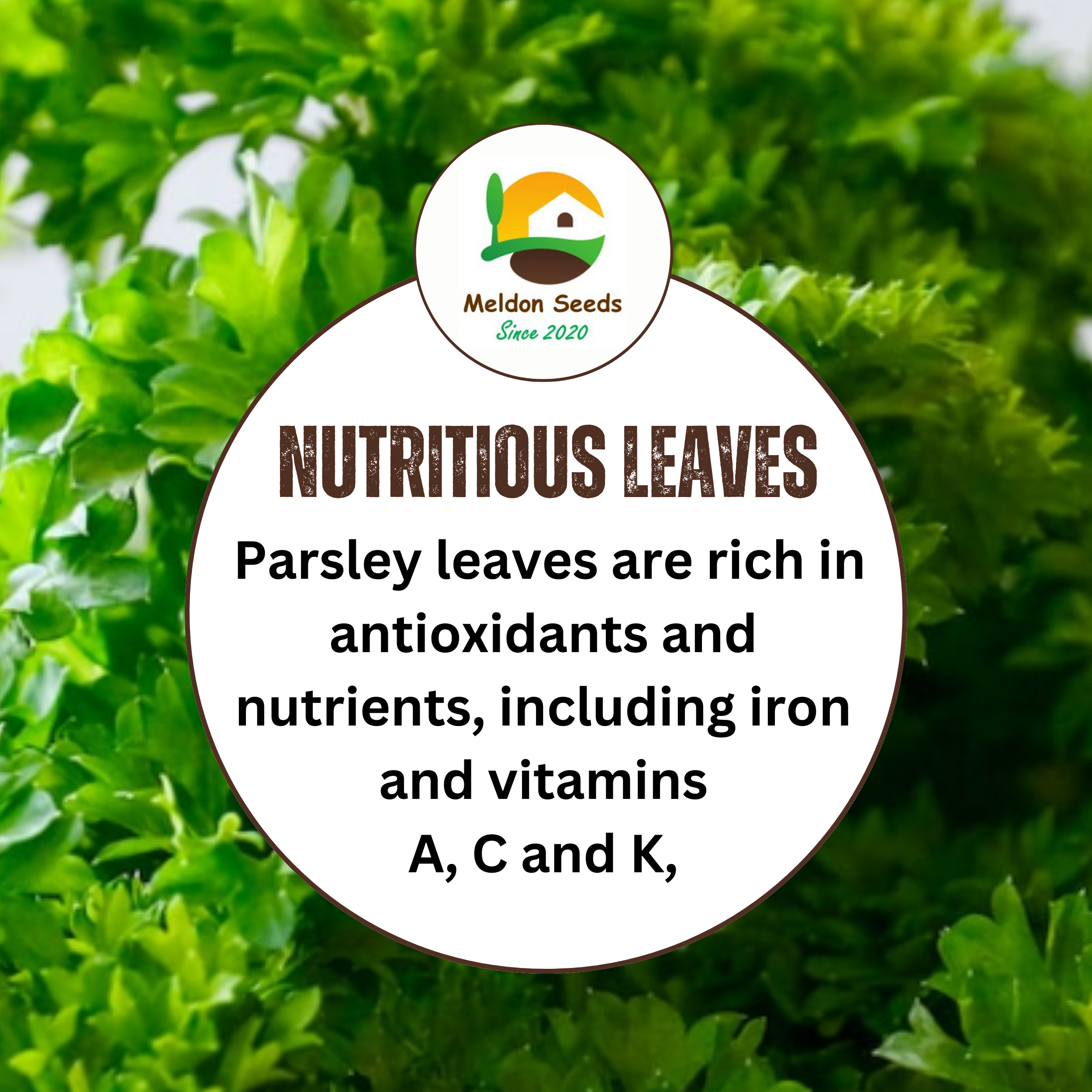 Parsley Triple Curled 500 Seeds