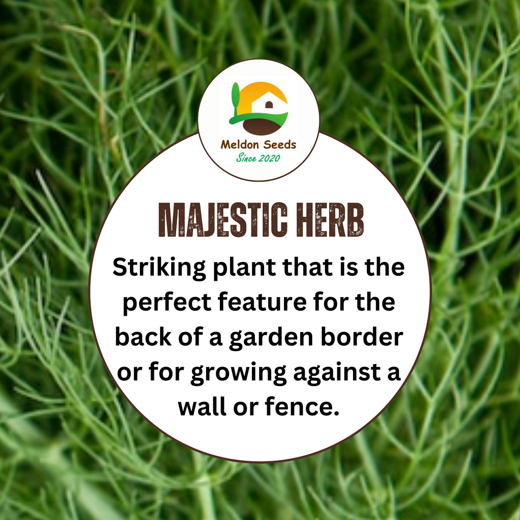 Dill Dukat 600 Seeds