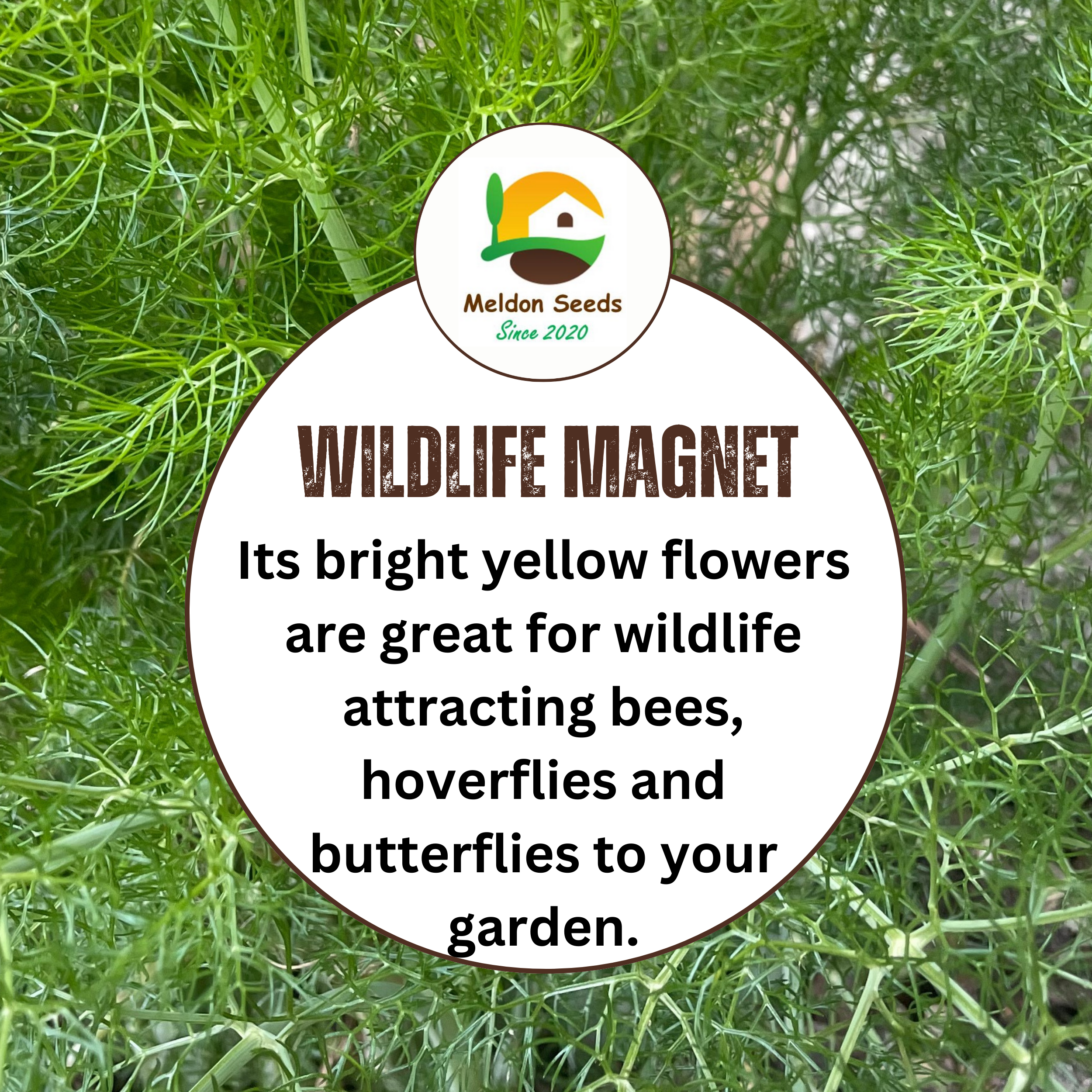 Fennel Herb 300 Seeds