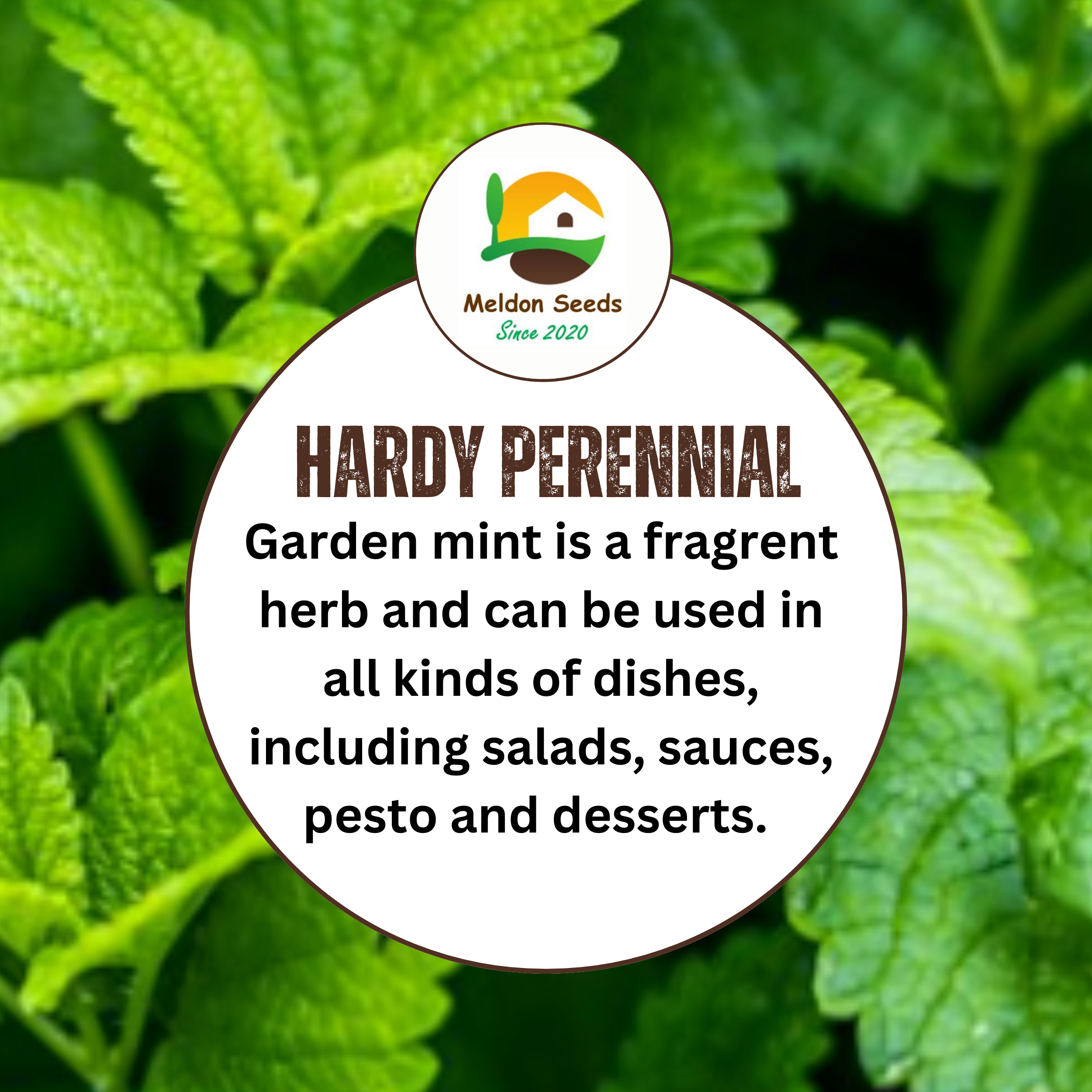 Garden Mint Seeds - 400 Fresh Herb Seeds