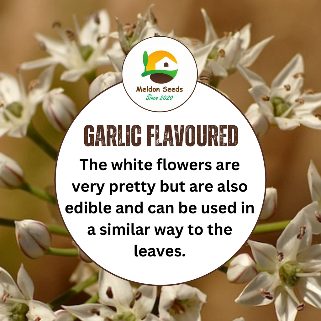 Chives Garlic 100 Seeds