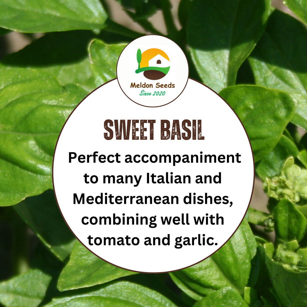 Basil Classic Italian 500 Seeds