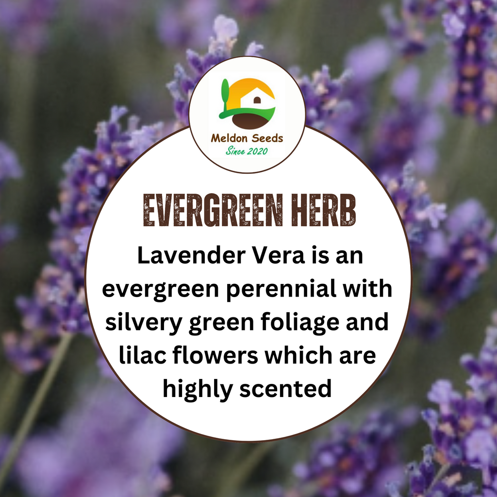 Lavender Vera 300 Seeds