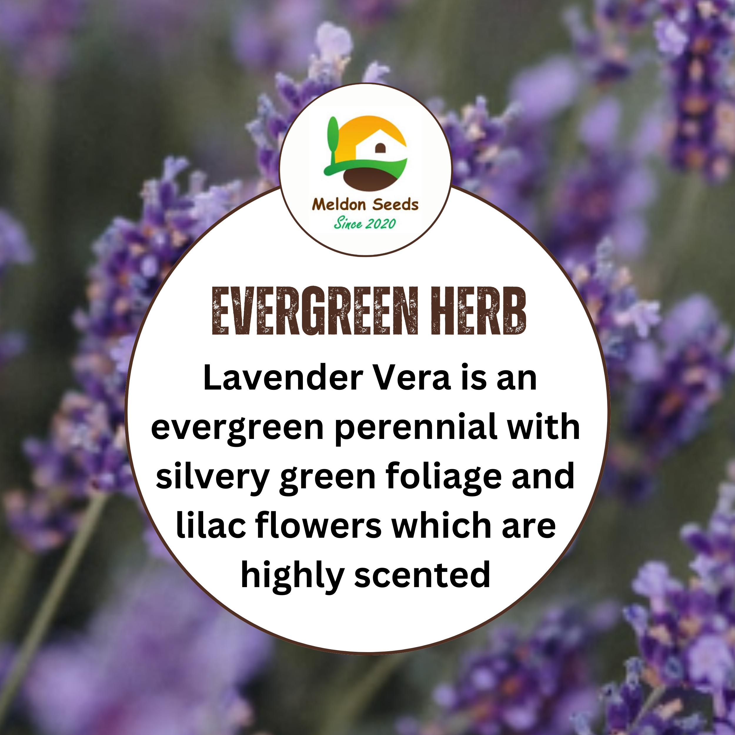 Lavender Vera 300 Seeds