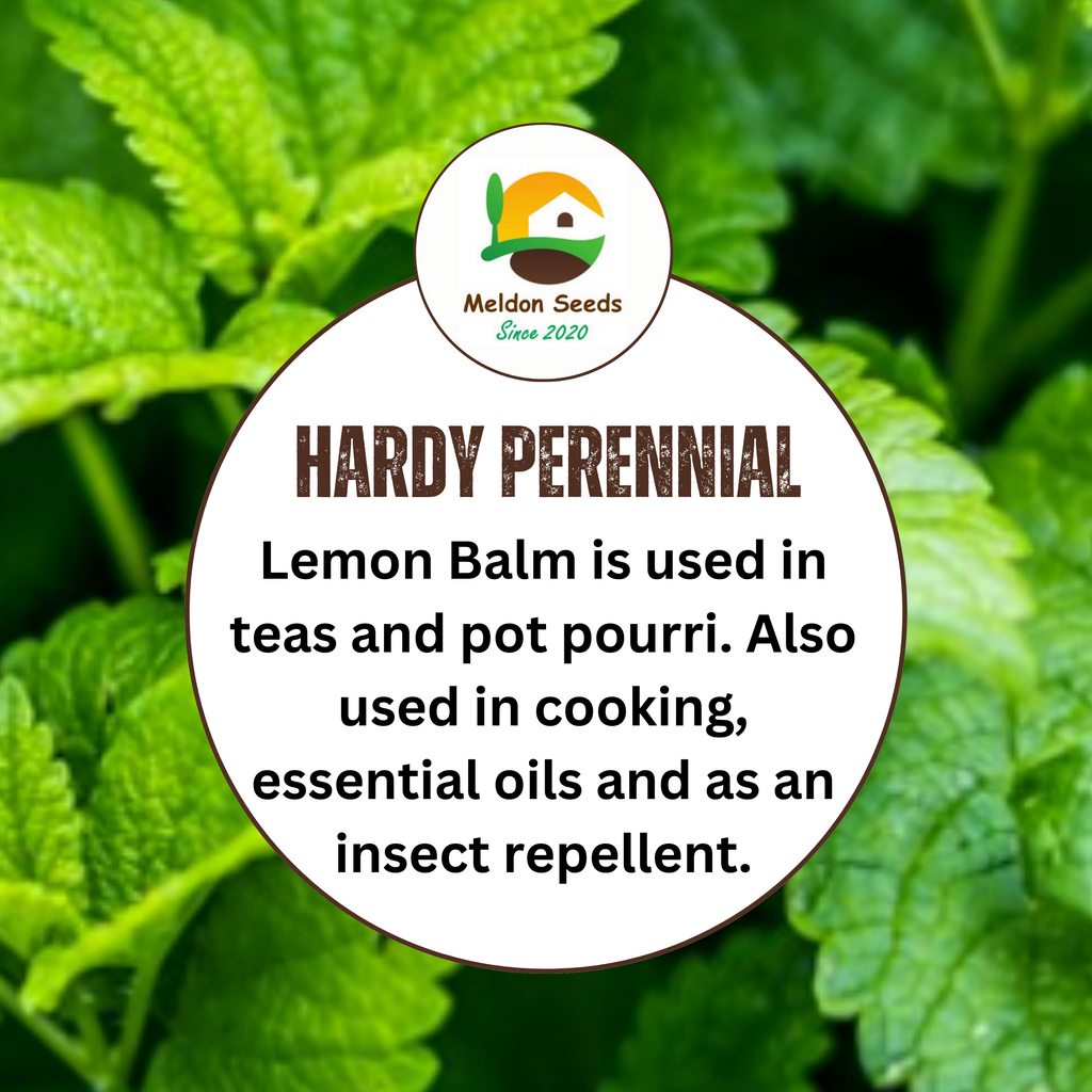 Lemon Balm 400 Seeds