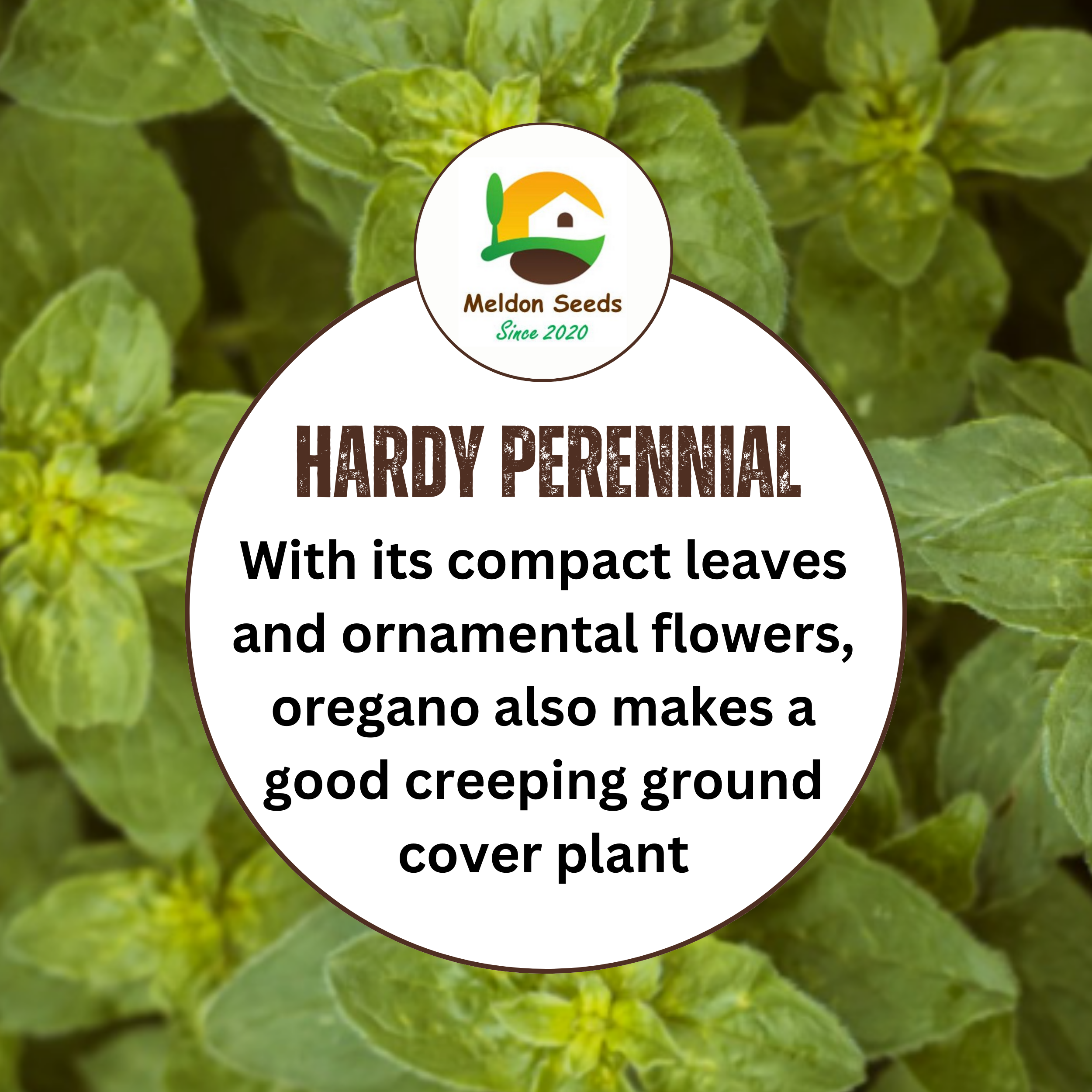 Oregano Greek 450 Seeds