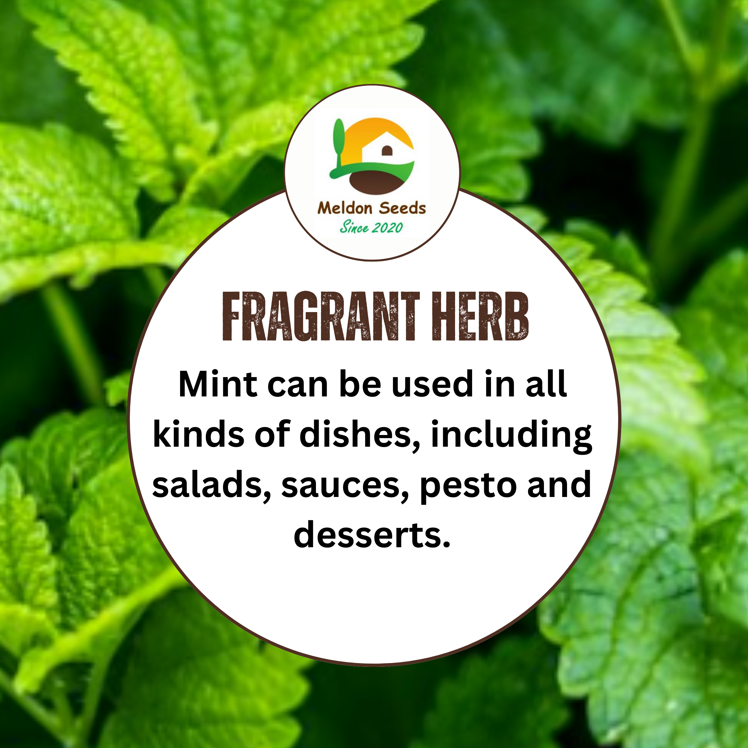 Mint Peppermint 200 Seeds