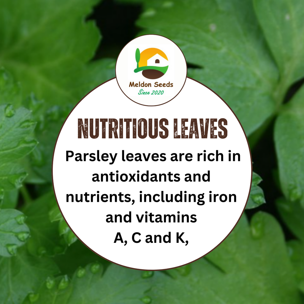 Parsley Plain/French 400 Seeds