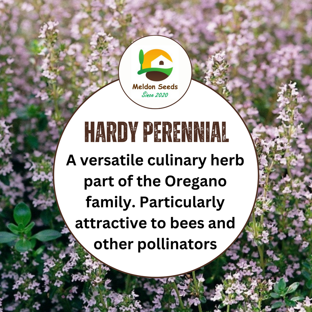 Marjoram Pot 500 Seeds