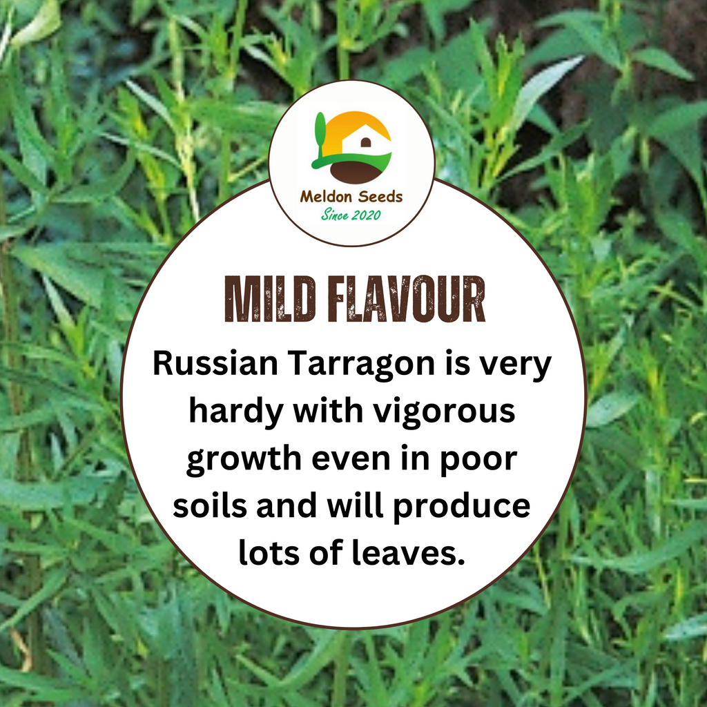 Tarragon Russian 300 Seeds