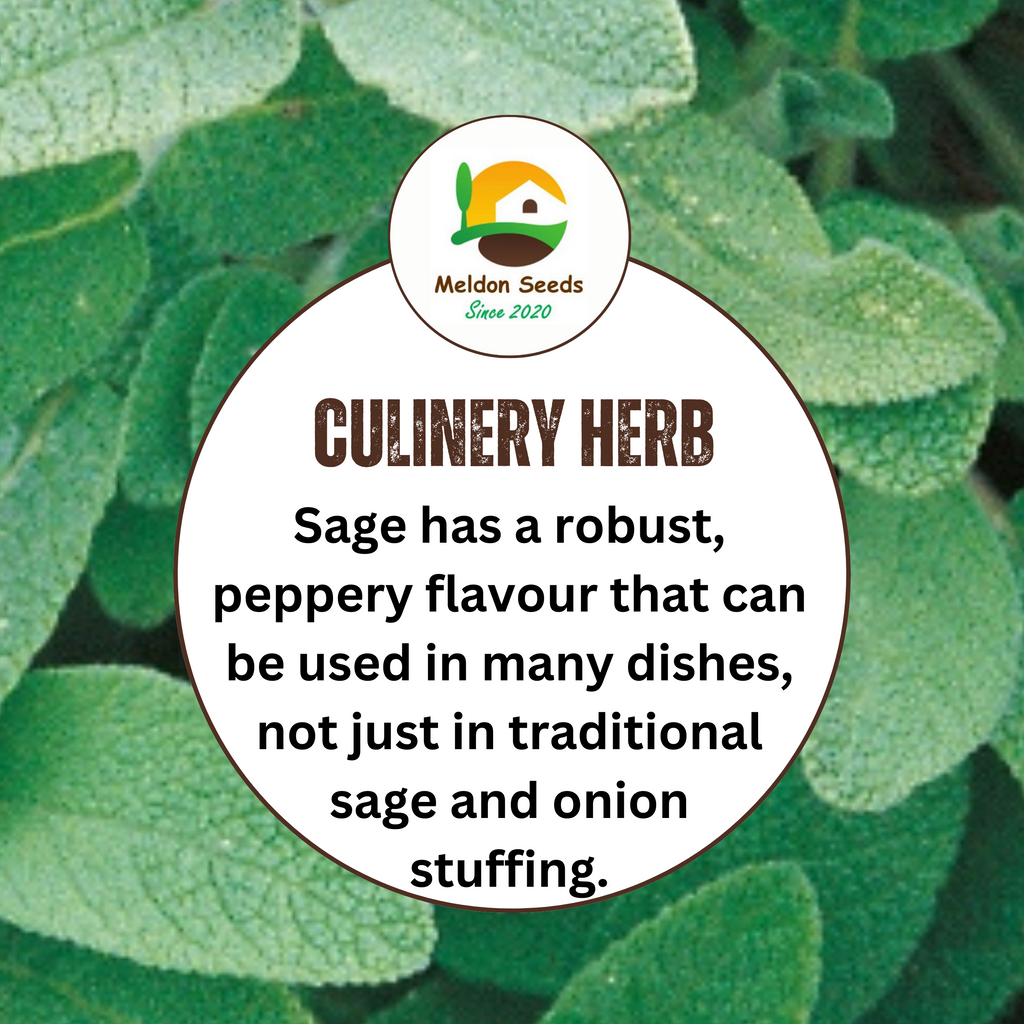 Sage 50 Seeds
