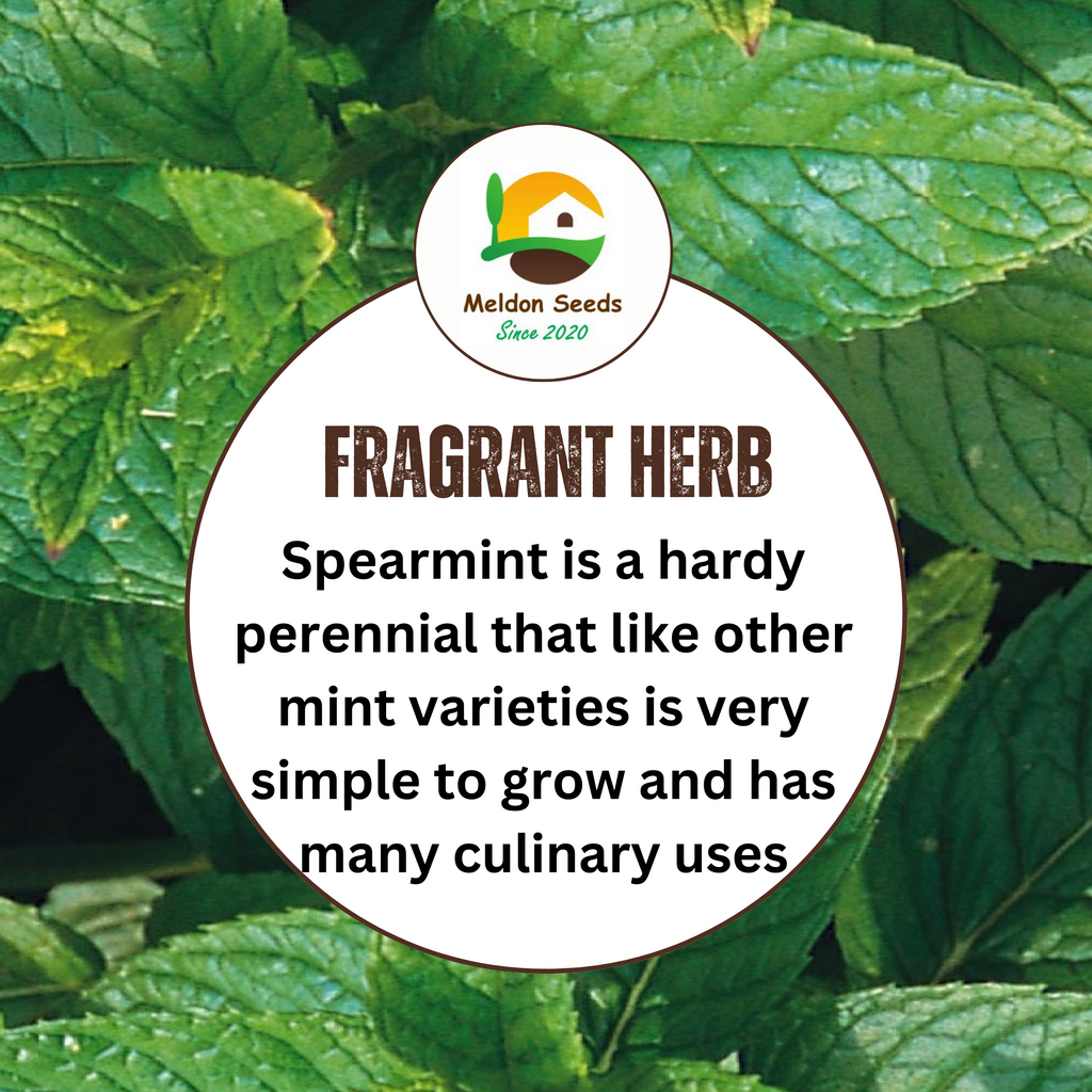 Mint Spearmint 200 Seeds
