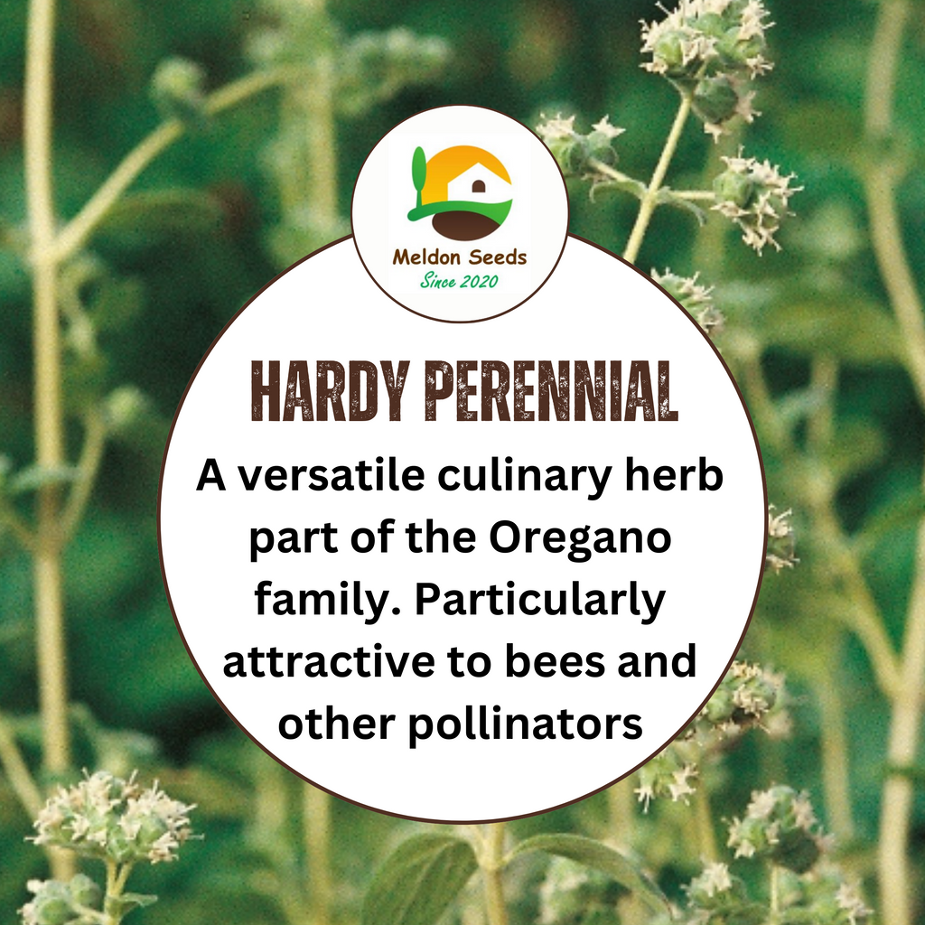 Marjoram Sweet 400 Seeds