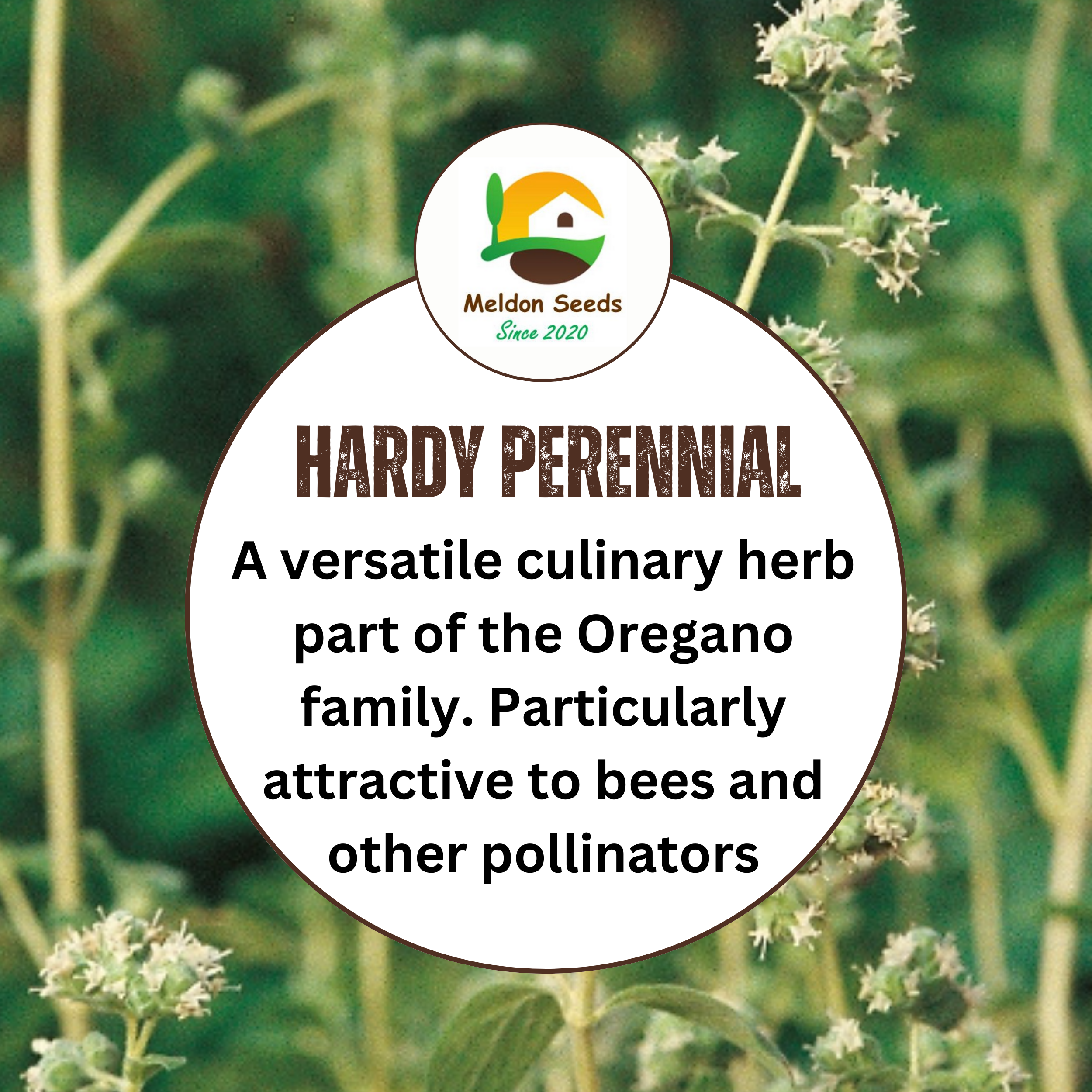 Marjoram Sweet 400 Seeds